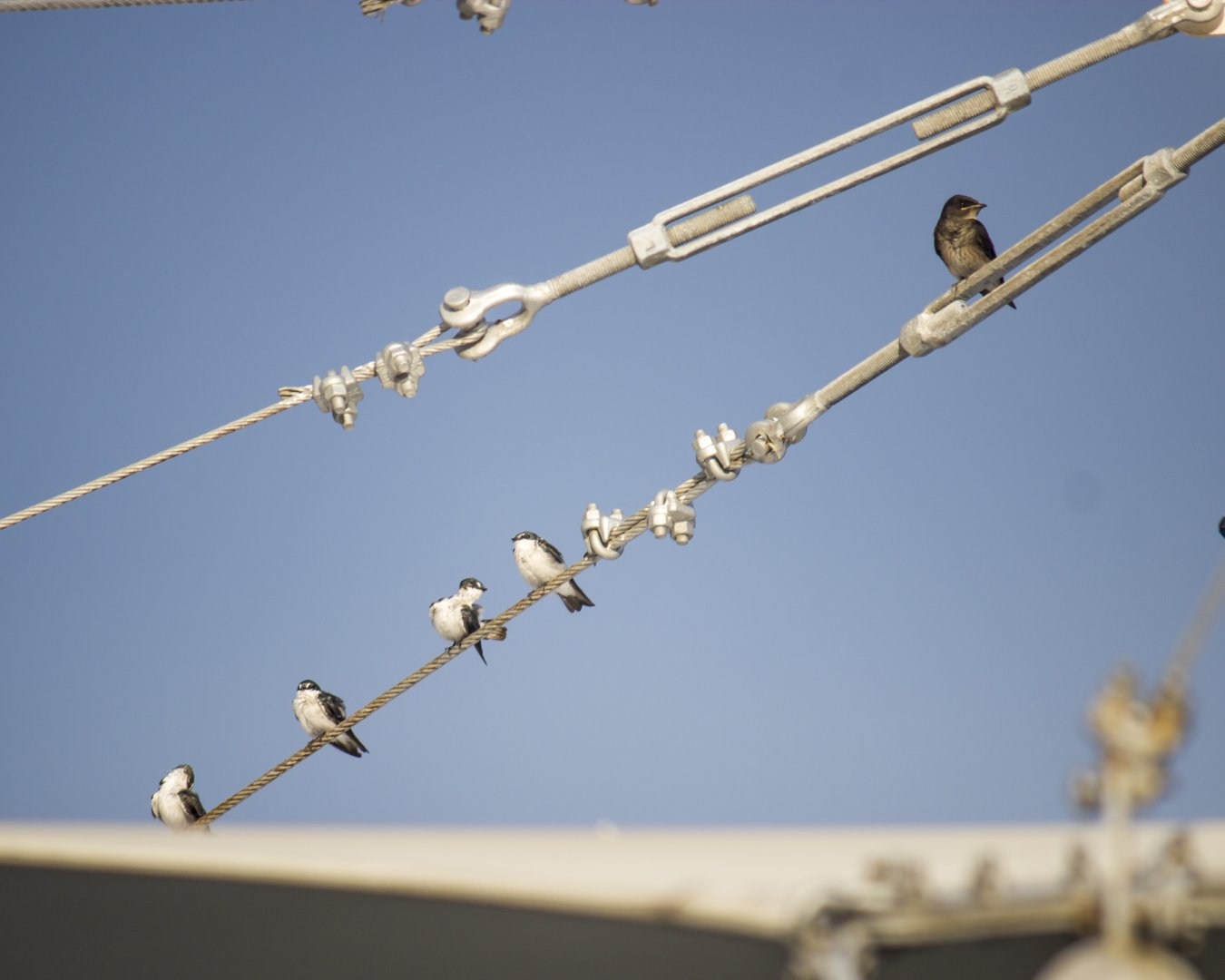 Southern rough-winged swallow, Stelgidopteryx ruficollis and Mangrove swallows, Tachycineta albilinea