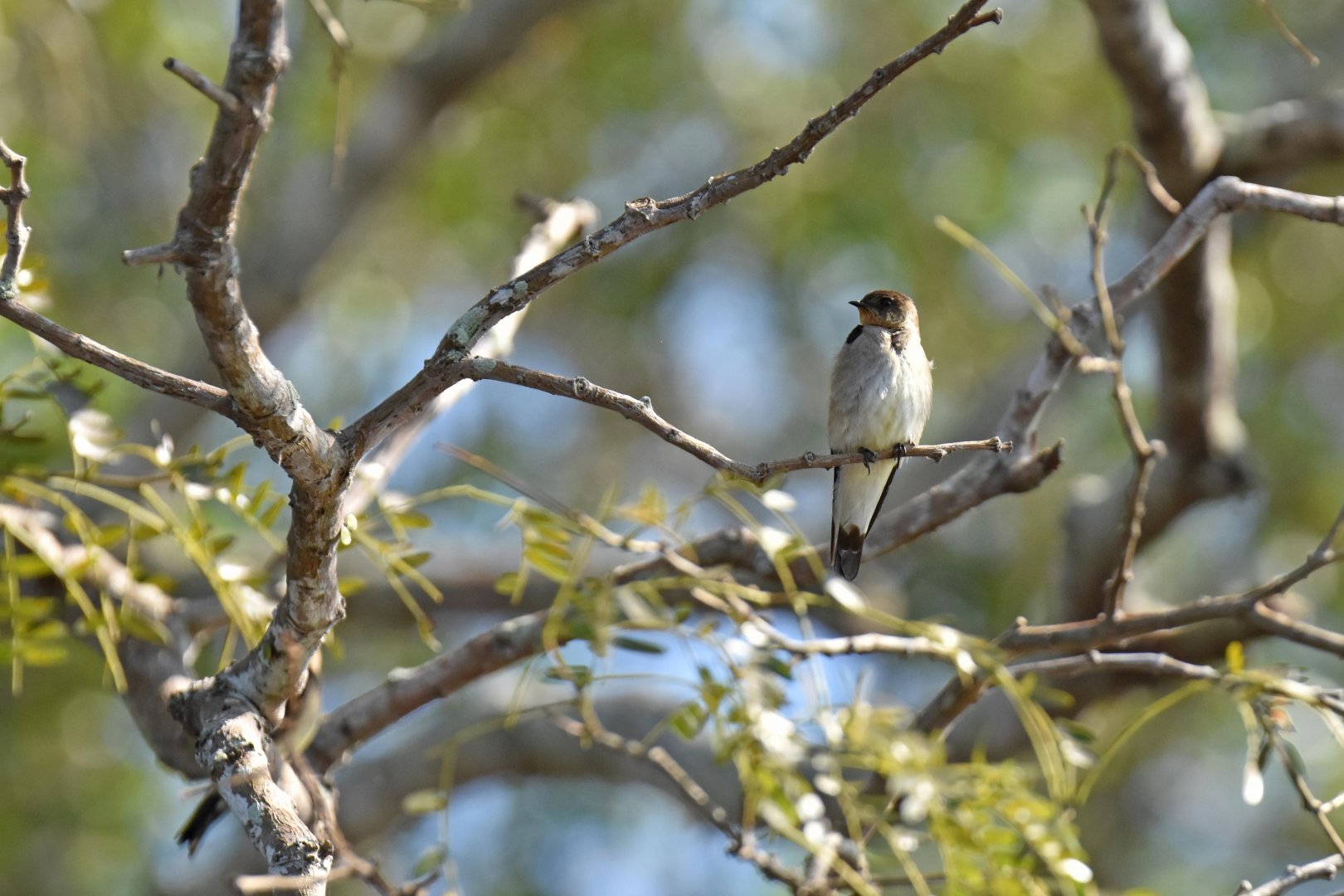Southern Rough-winged Swallow (Stelgidopteryx ruficollis)