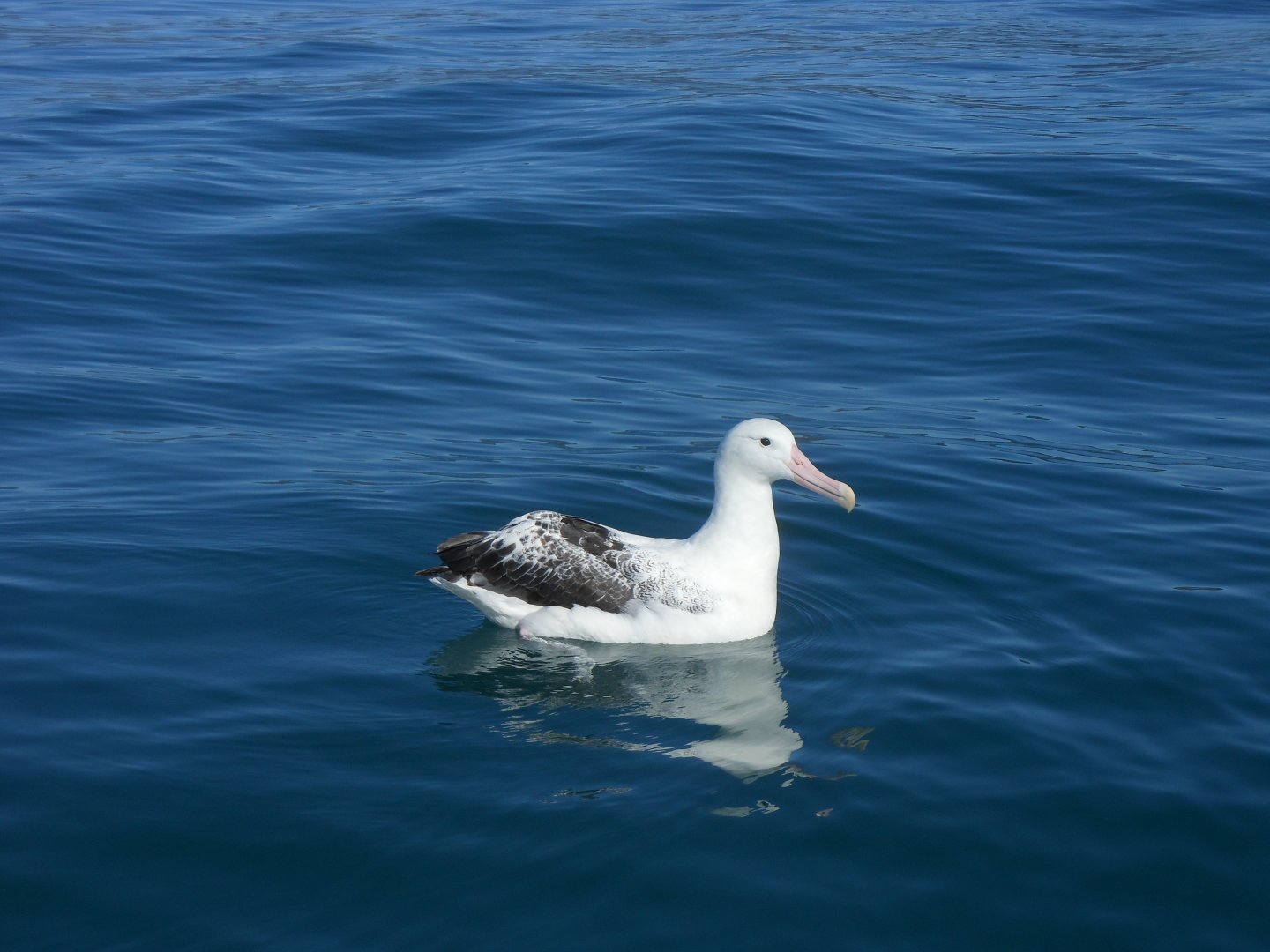 Southern Royal Albatross (Diomedea epomophora)