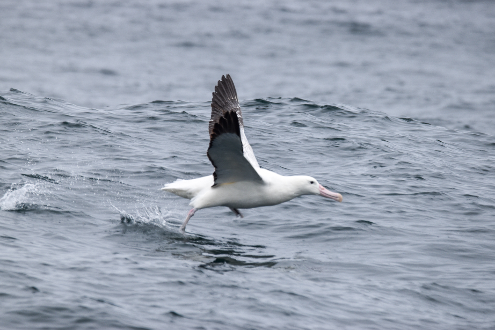 Southern Royal Albatross take-off