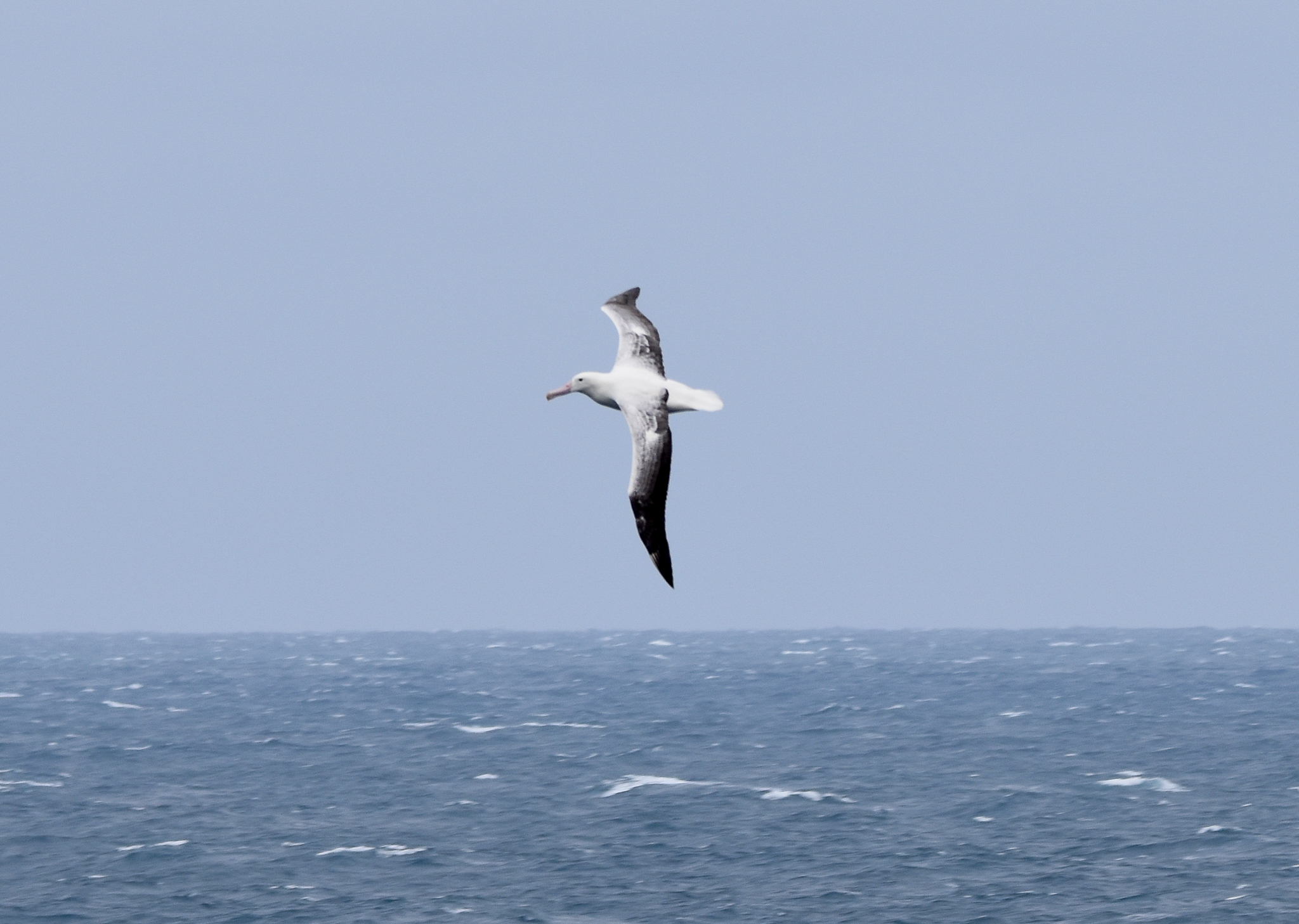 Southern Royal Albatross
