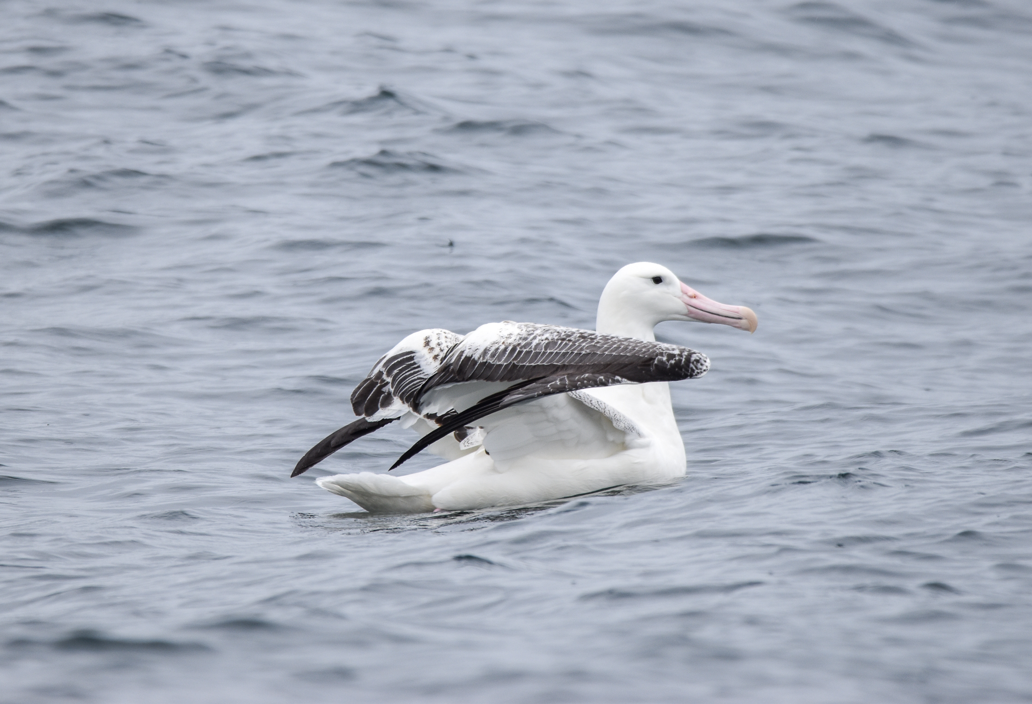 Southern Royal Albatross