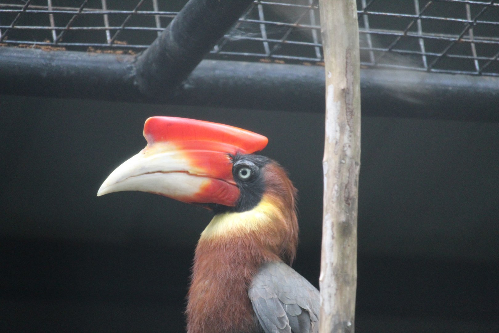 Southern rufous hornbill (Buceros mindanensis mindanensis)