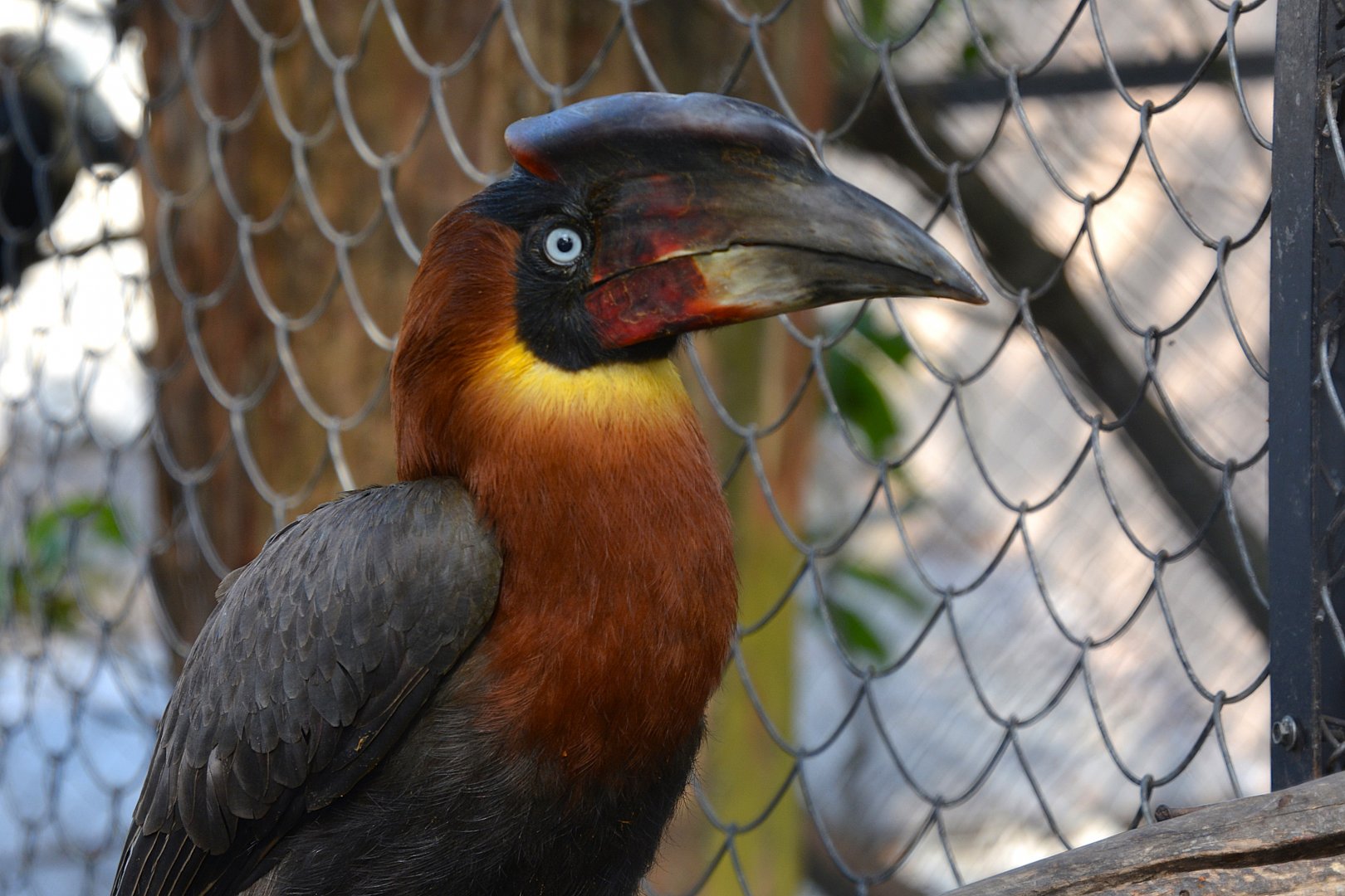 Southern rufous hornbill (Buceros mindanensis semigaleatus)