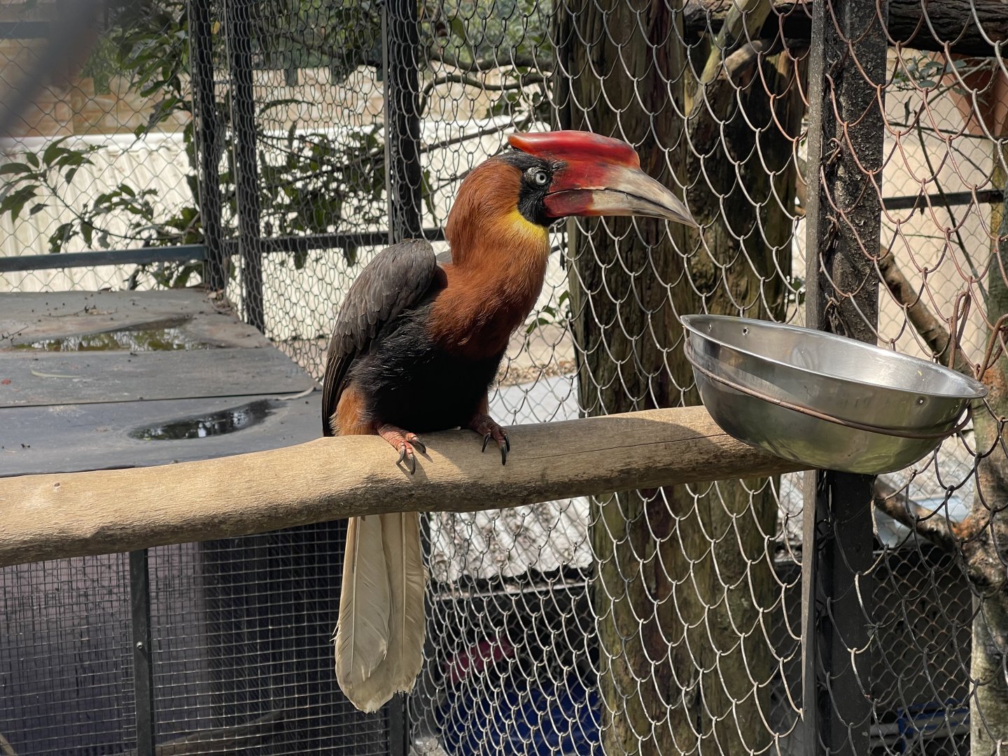 southern rufous hornbill (buceros mindanensis)