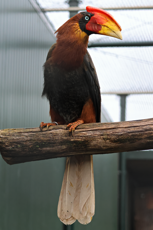Southern rufous hornbill (Buceros mindanensis)
