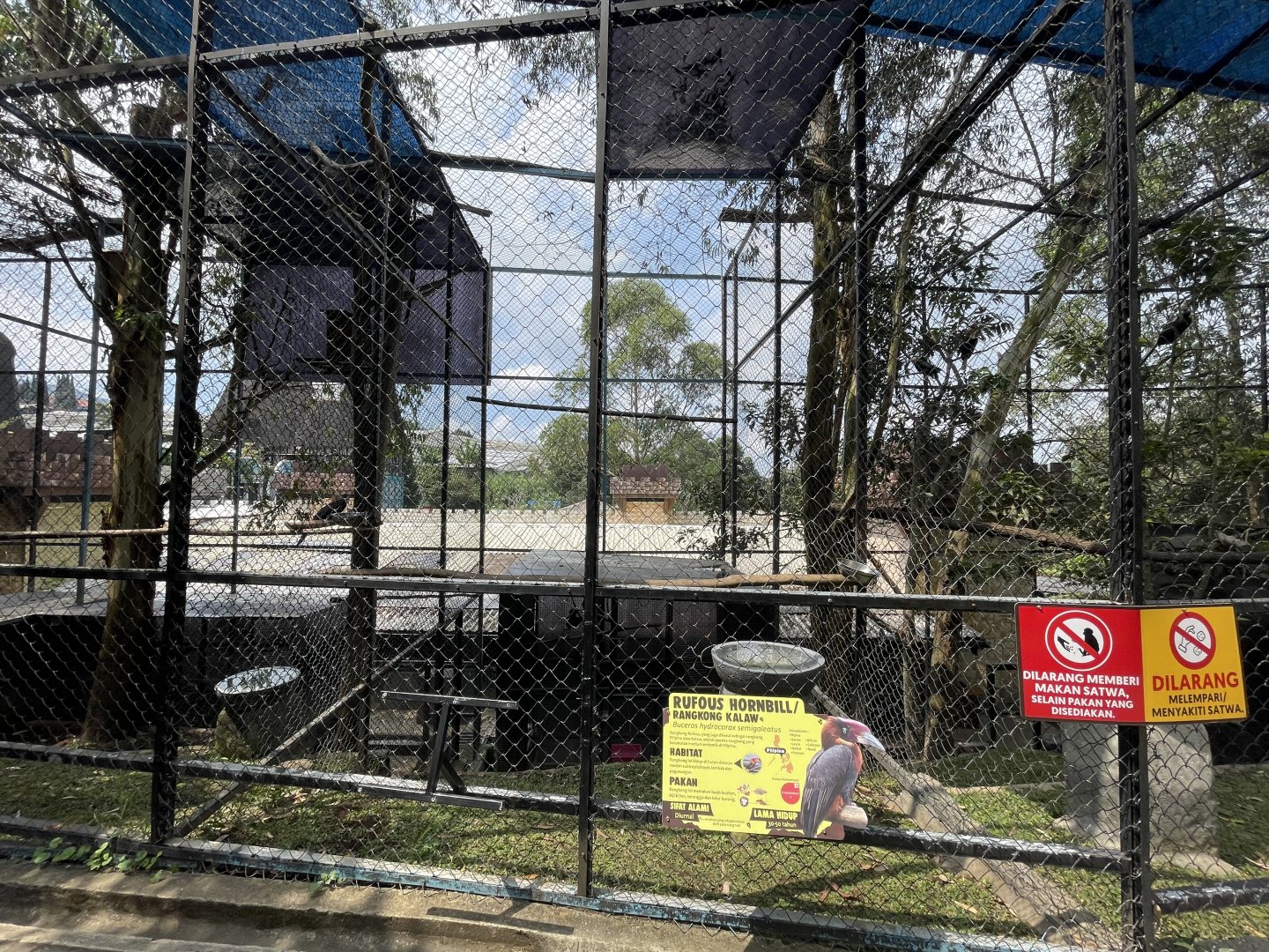 southern rufous hornbill exhibit