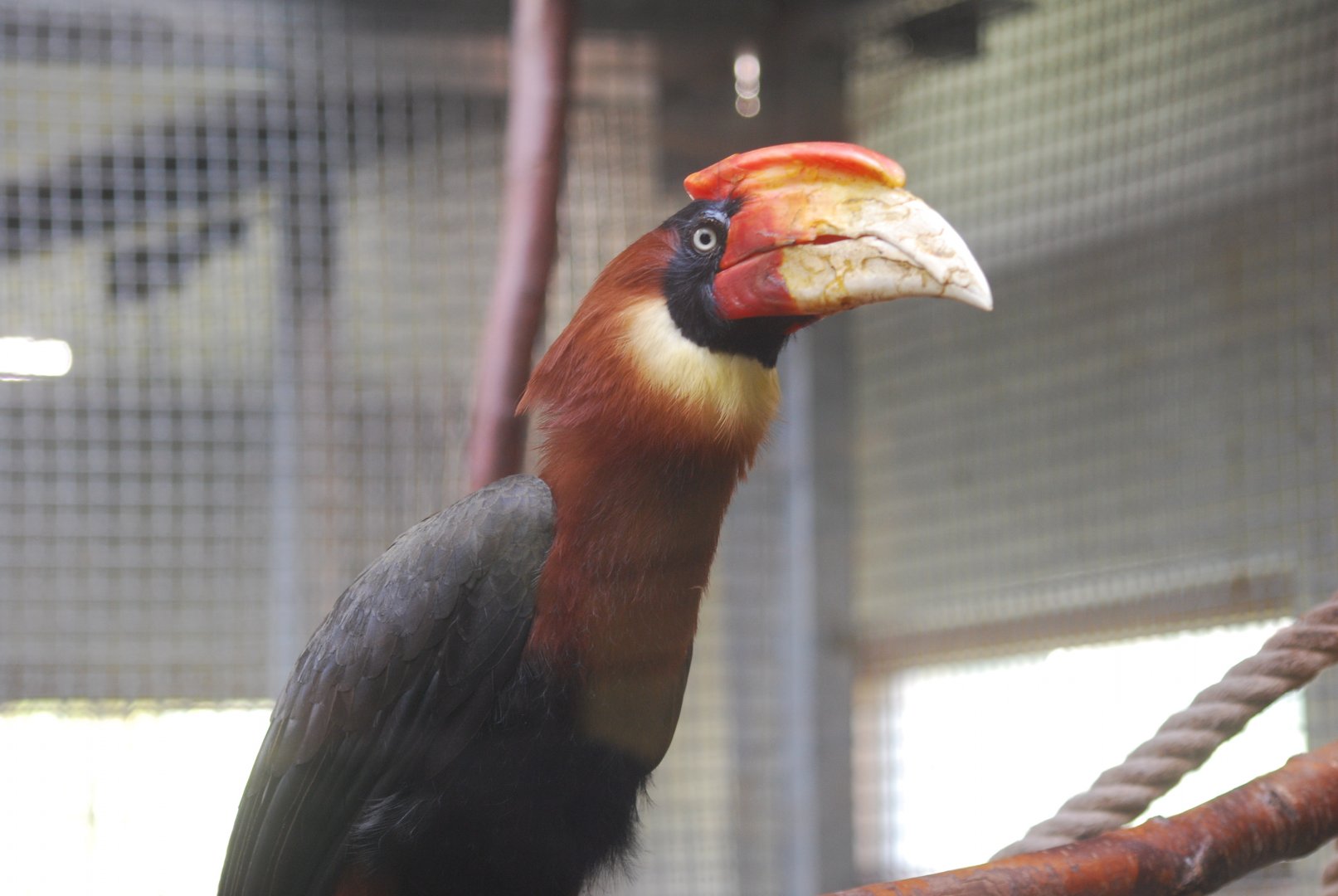 Southern rufous hornbill