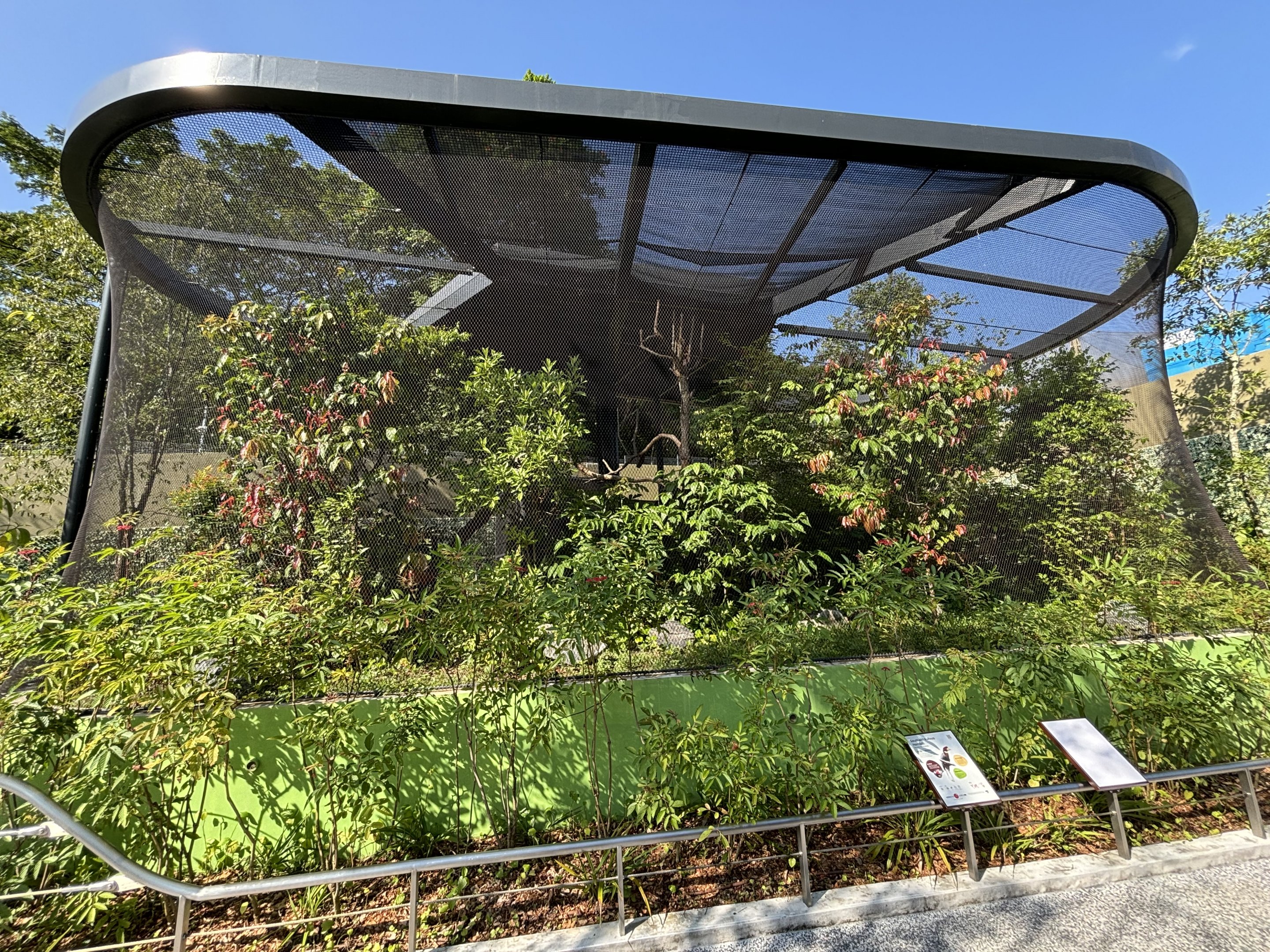 Southern Rufous Hornbill