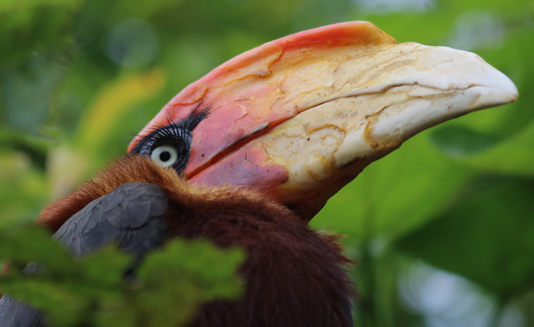 Southern Rufous Hornbill