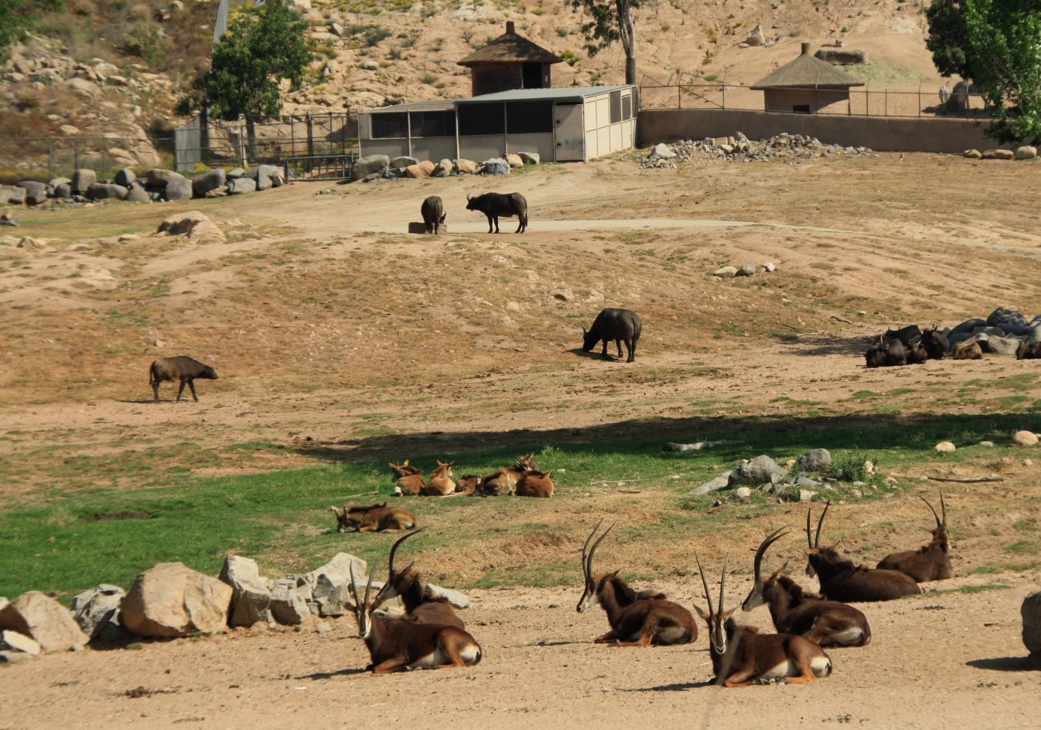 Southern Sable Antelope and Cape Buffalo