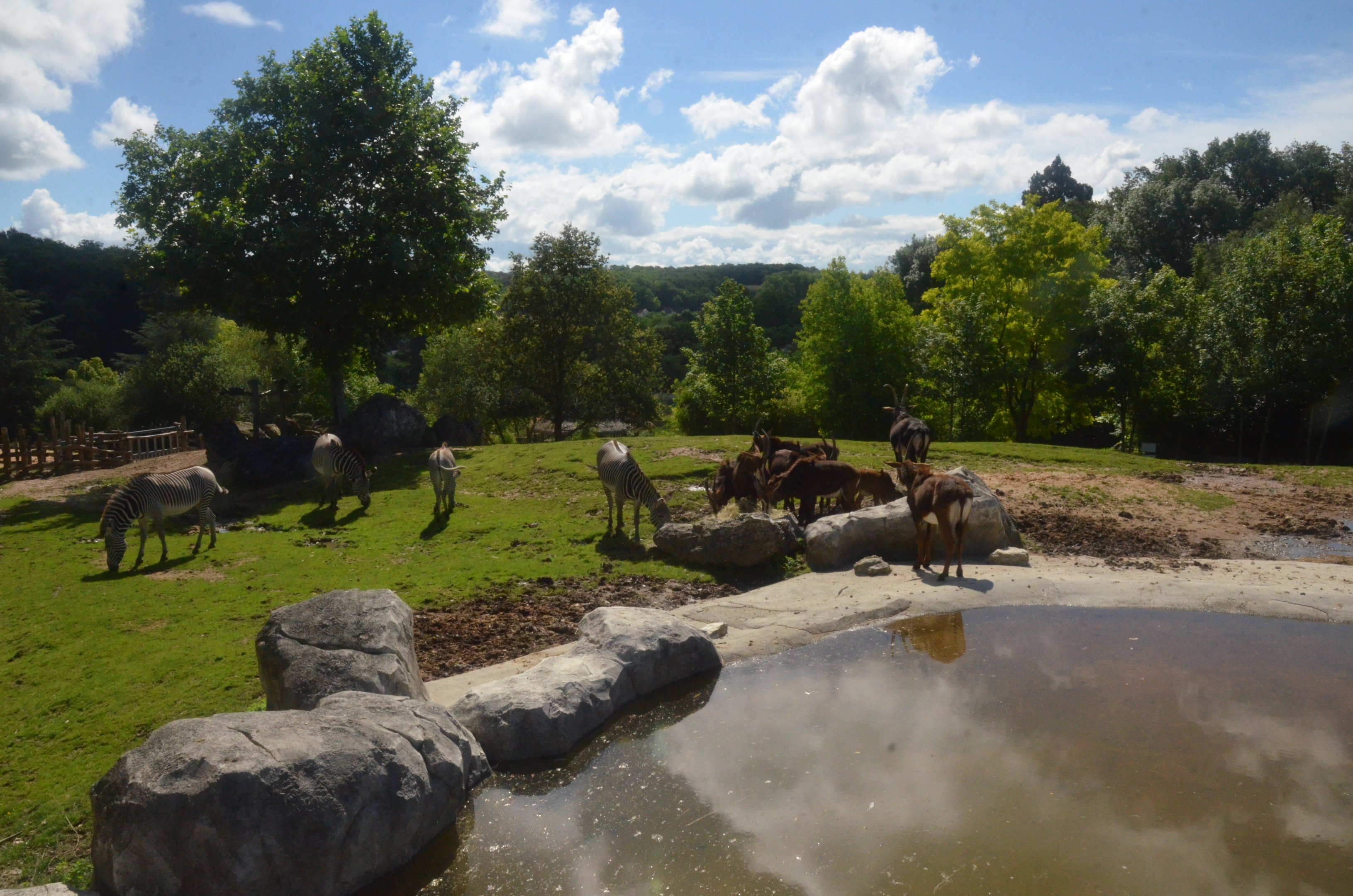 Southern Sable Antelope and Grevy's Zebra at Beauval, 12/06/18