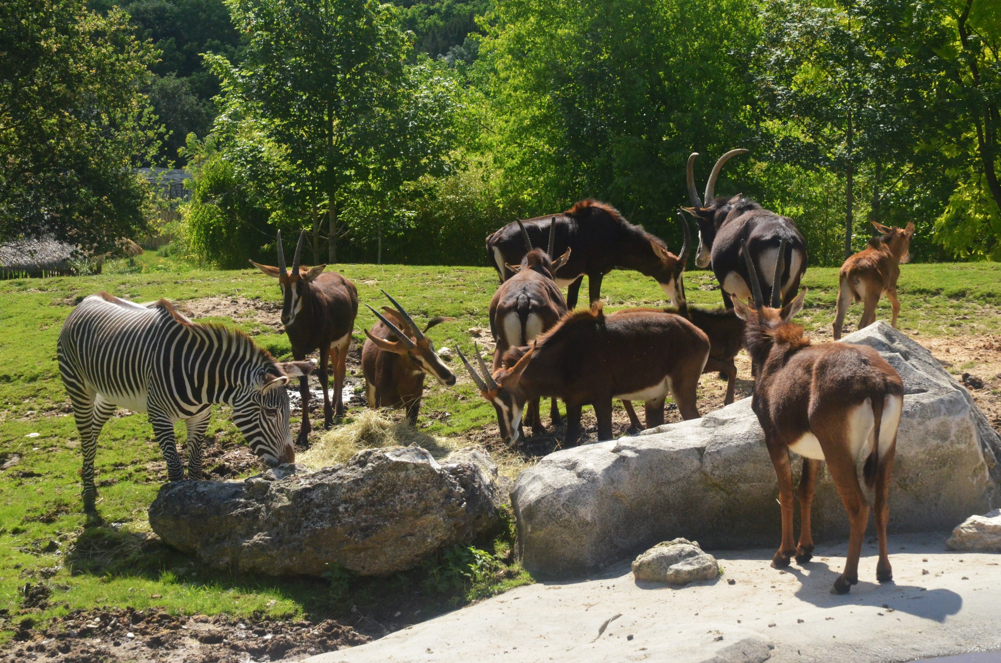Southern Sable Antelope and Grevy's Zebra at Beauval, 12/06/18