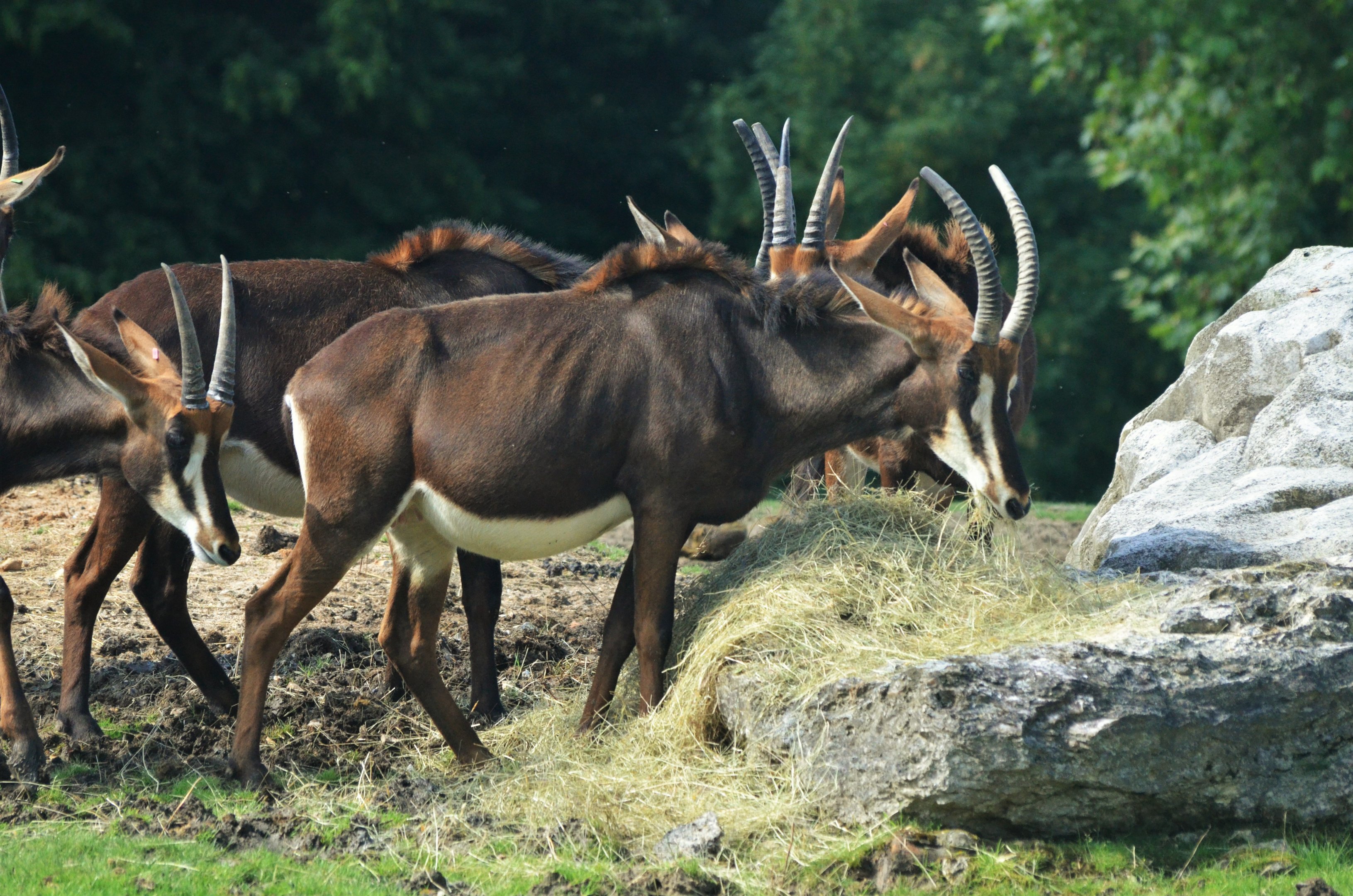 Southern Sable Antelope at Beauval, 12/06/18