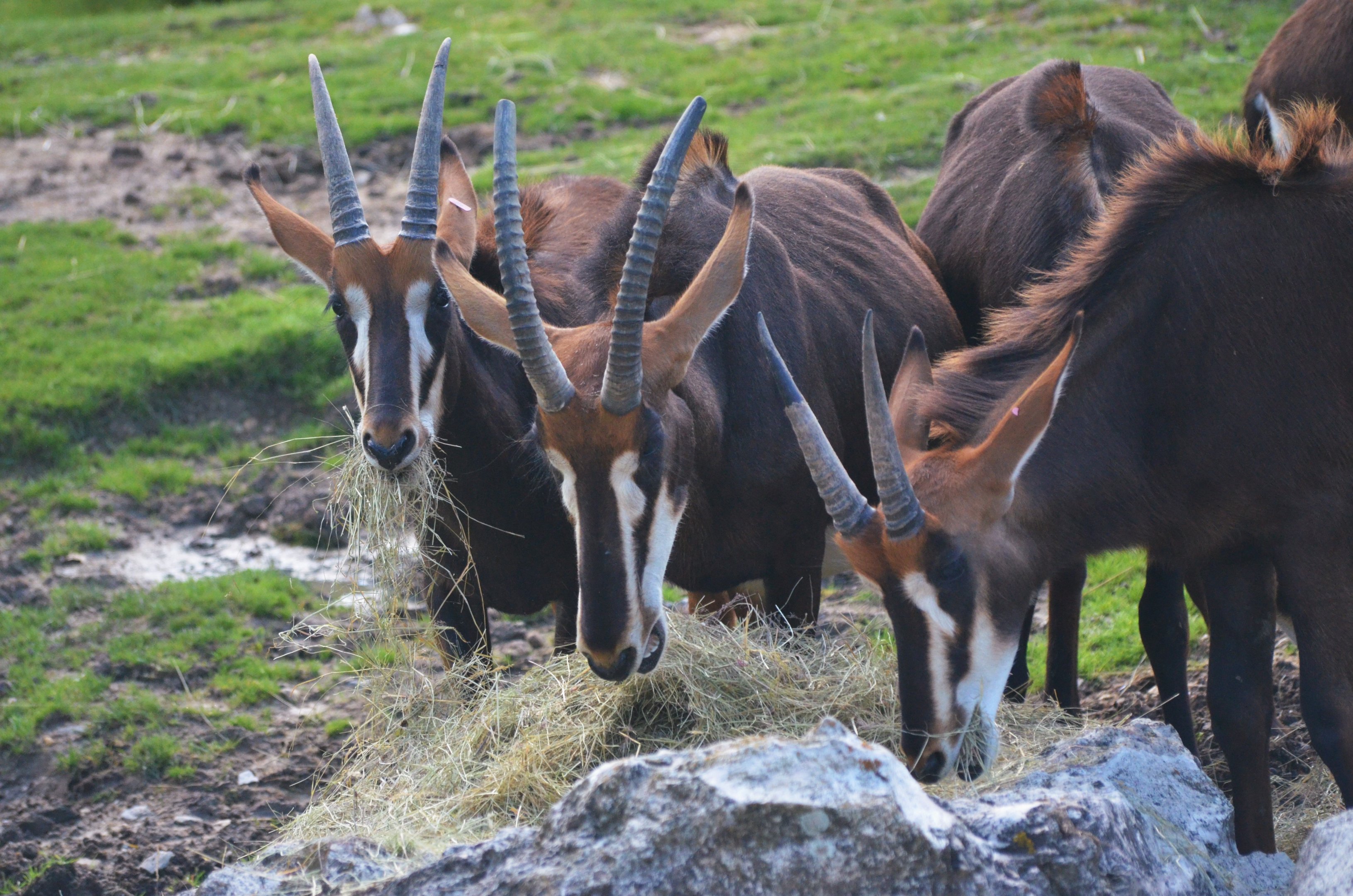 Southern Sable Antelope at Beauval, 12/06/18