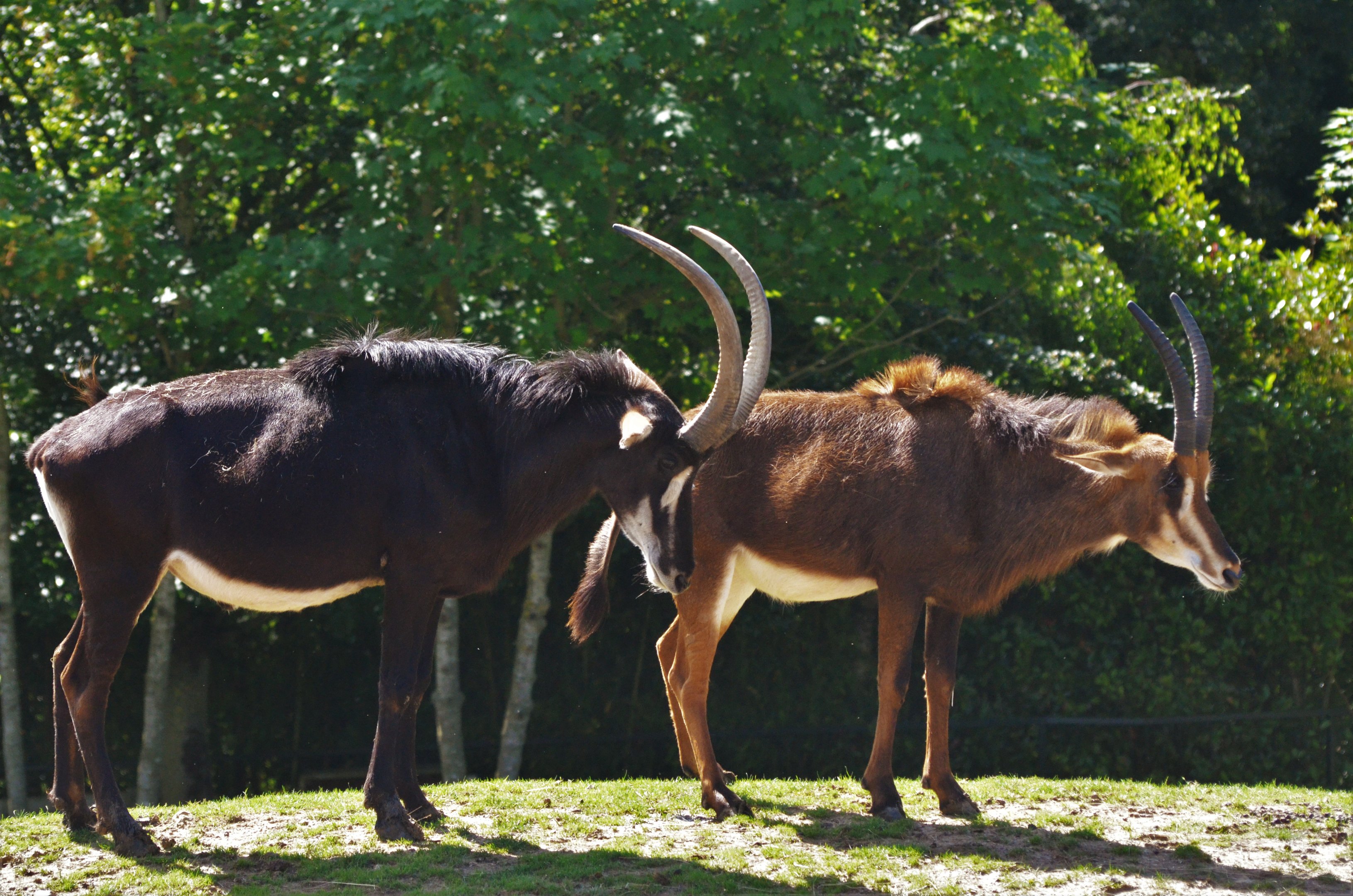Southern Sable Antelope at Beauval, 12/06/18