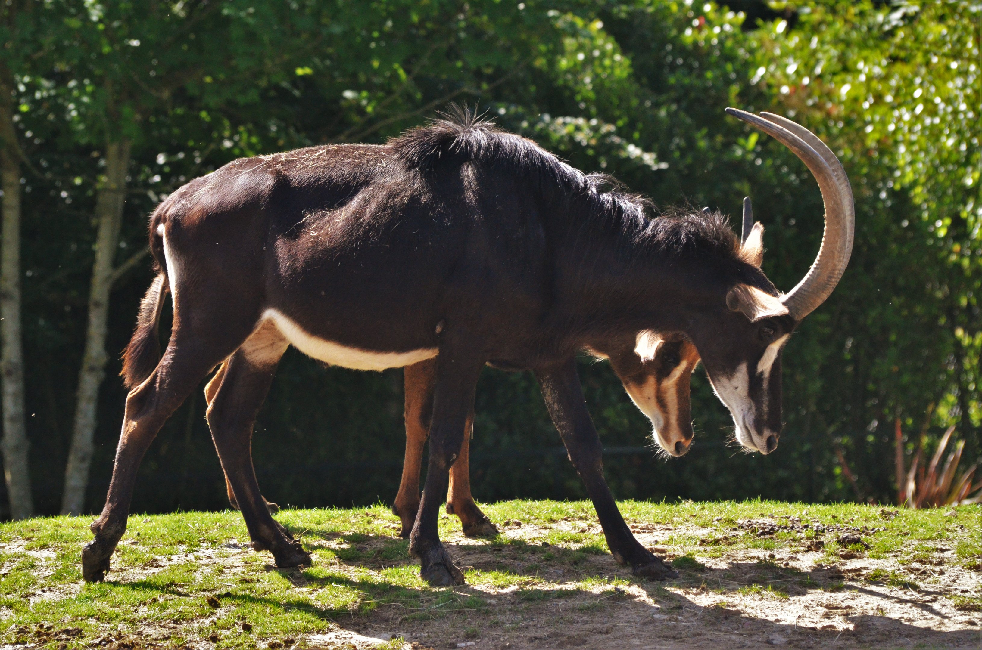 Southern Sable Antelope at Beauval, 12/06/18