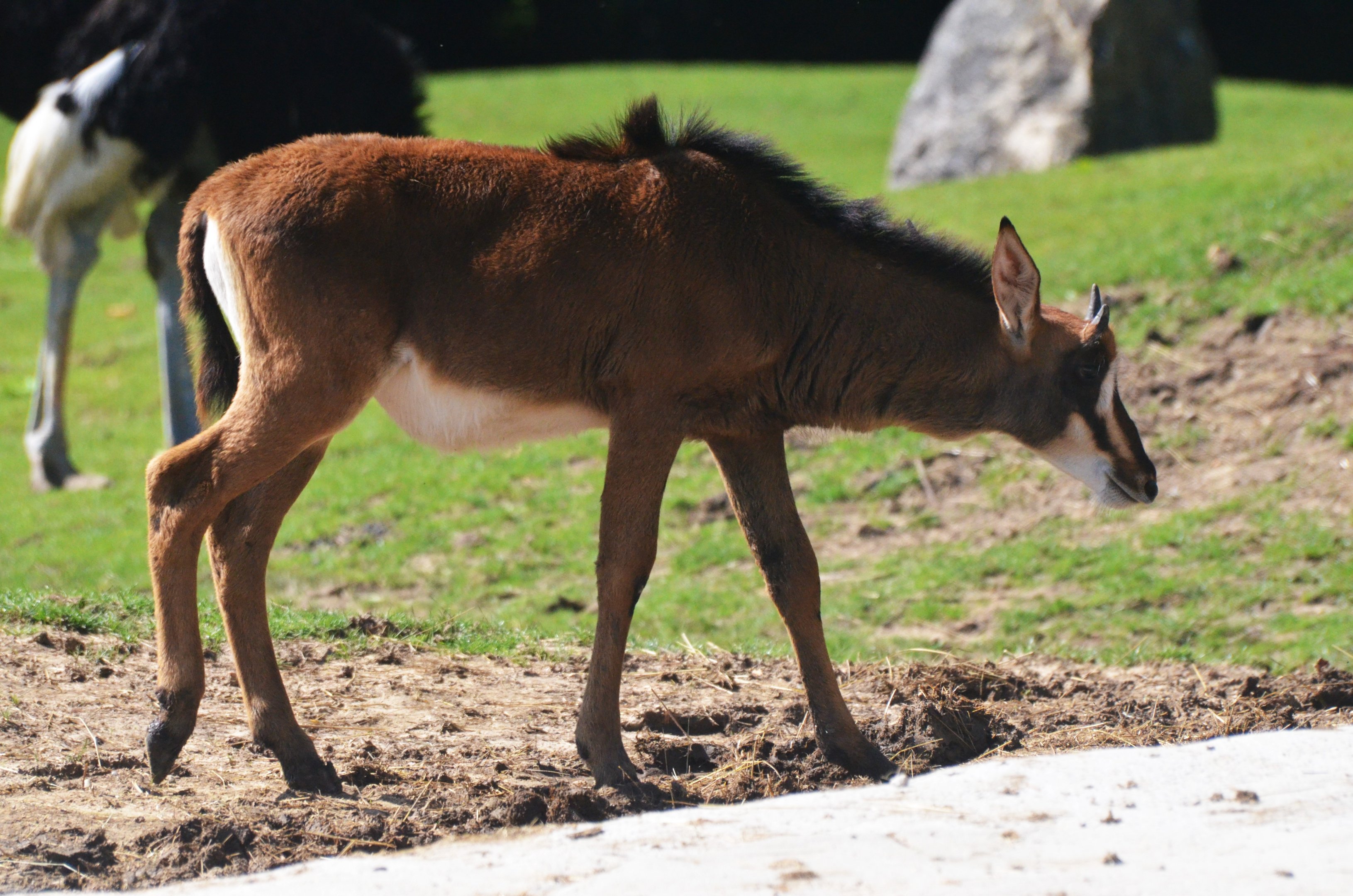 Southern Sable Antelope at Beauval, 12/06/18