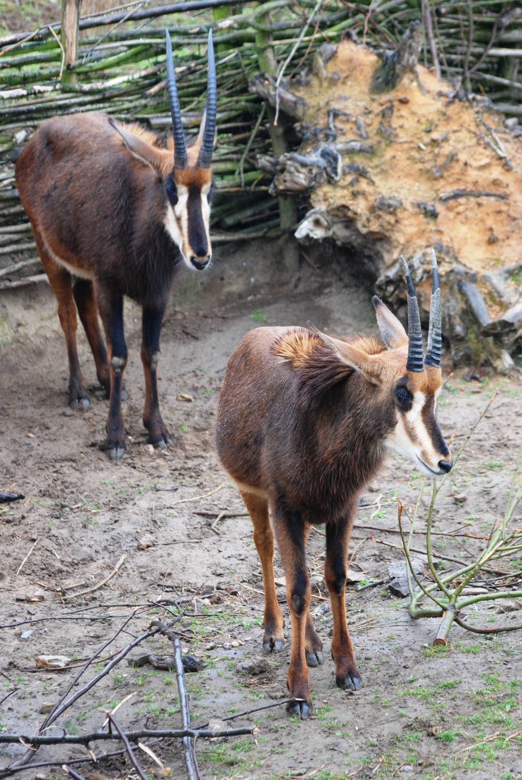 Southern Sable Antelope at Osnabrück, 03/06/12