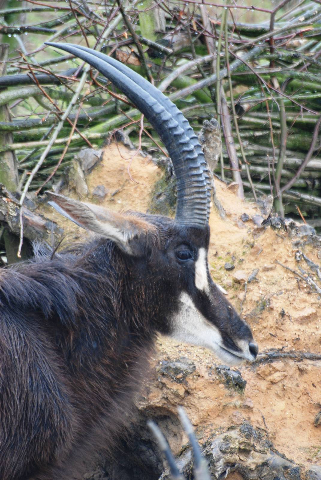 Southern Sable Antelope at Osnabrück, 03/06/12