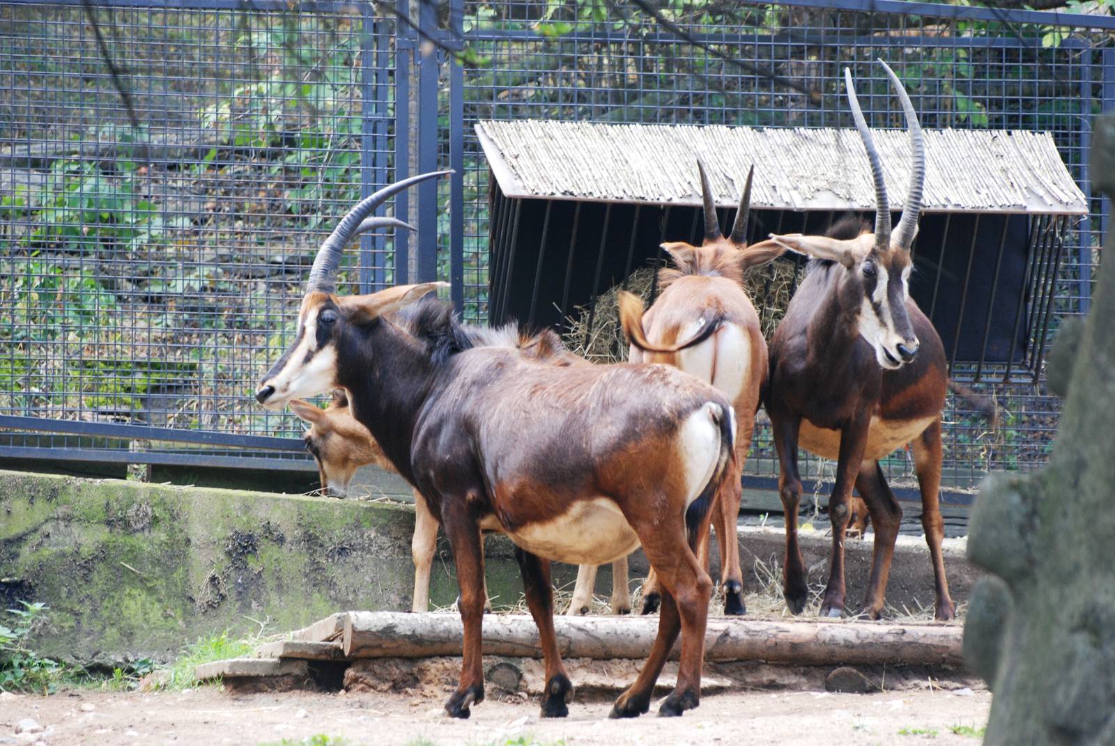 Southern Sable Antelope at Prague, 25/08/12