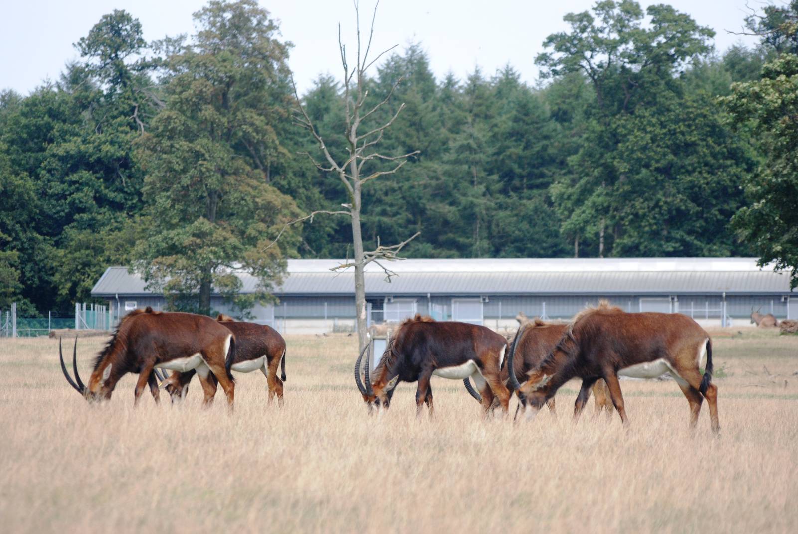 Southern Sable Antelope at Woburn, 01/09/13