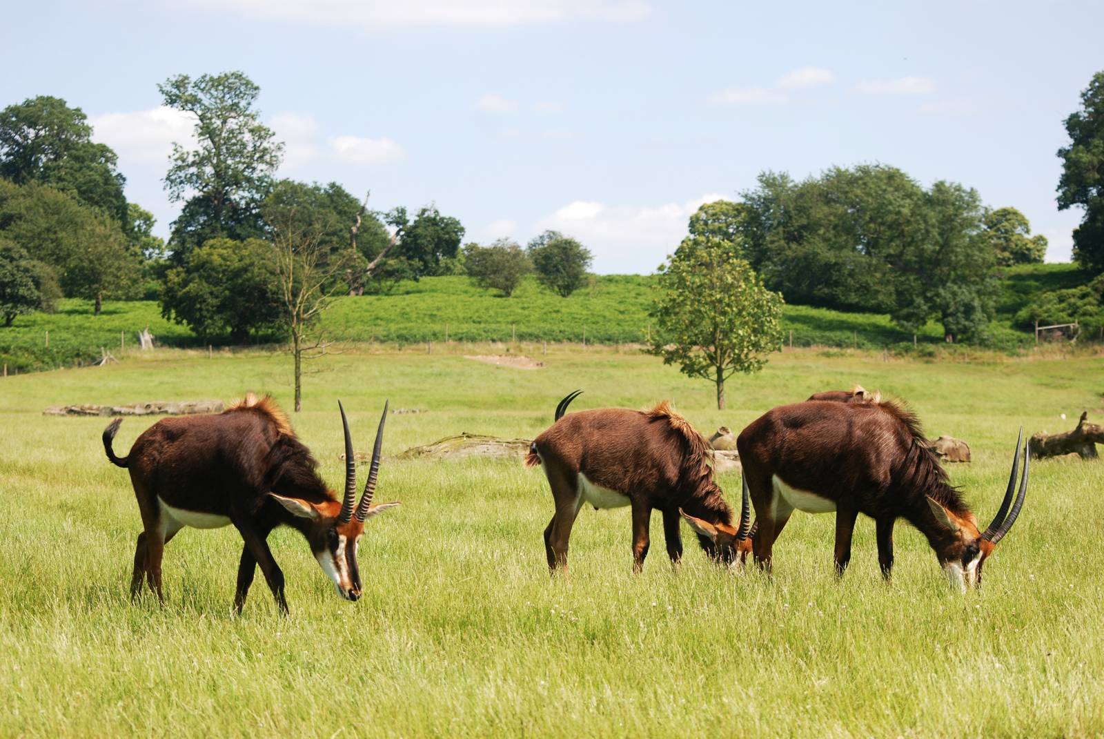 Southern Sable Antelope at Woburn, 22/07/12