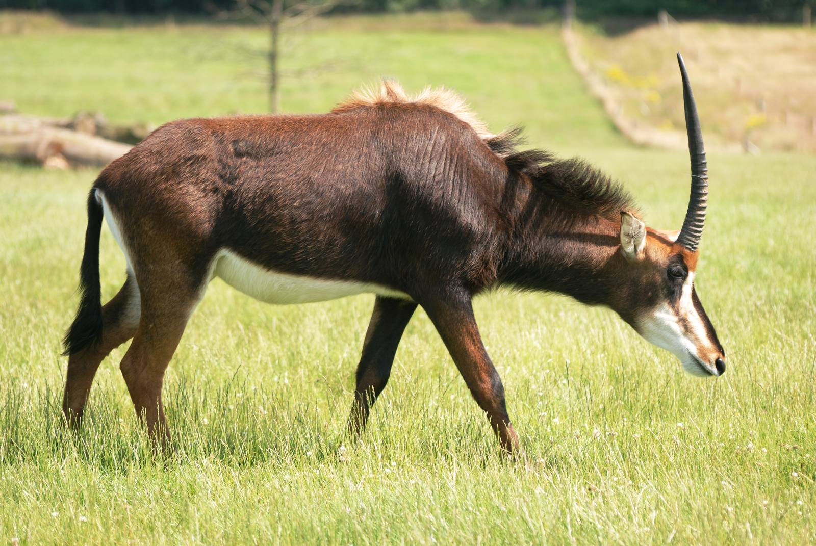 Southern Sable Antelope at Woburn, 22/07/12