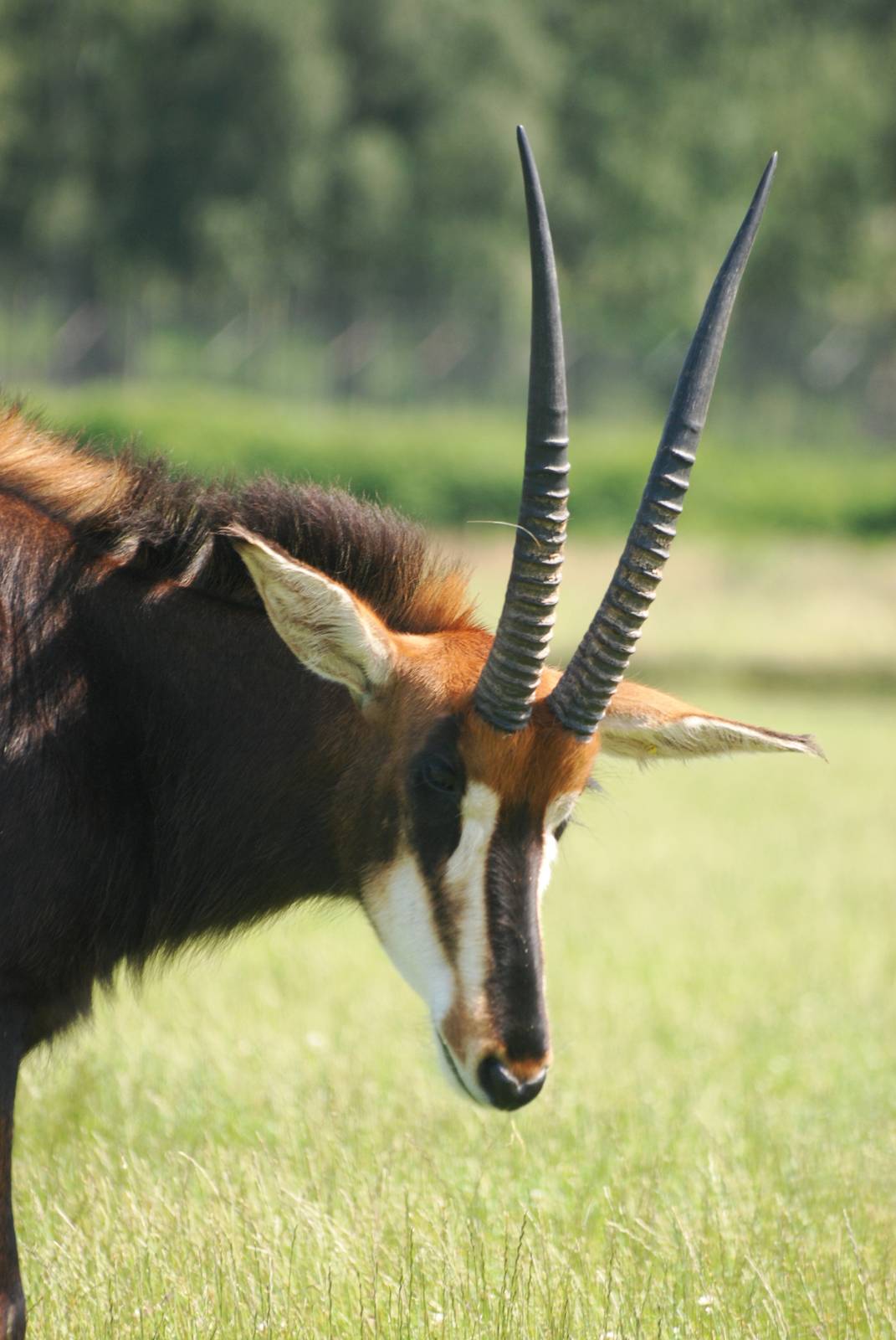 Southern Sable Antelope at Woburn, 22/07/12