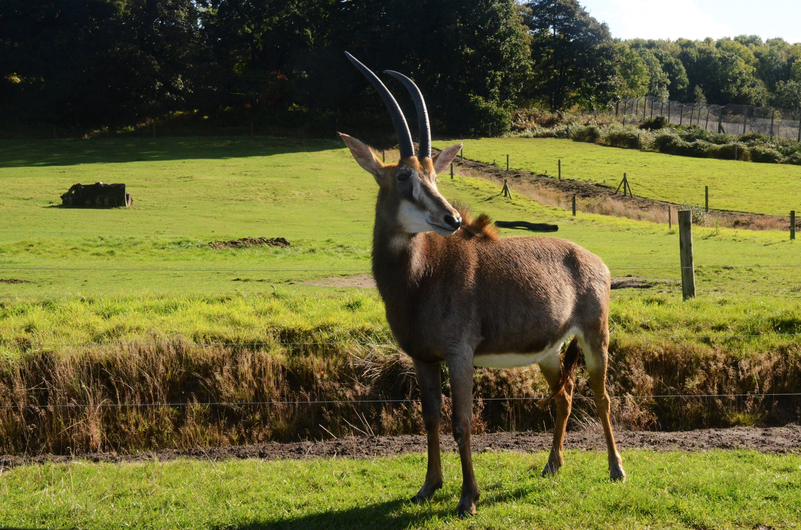 Southern Sable Antelope at Woburn Safari Park, 16/10/16