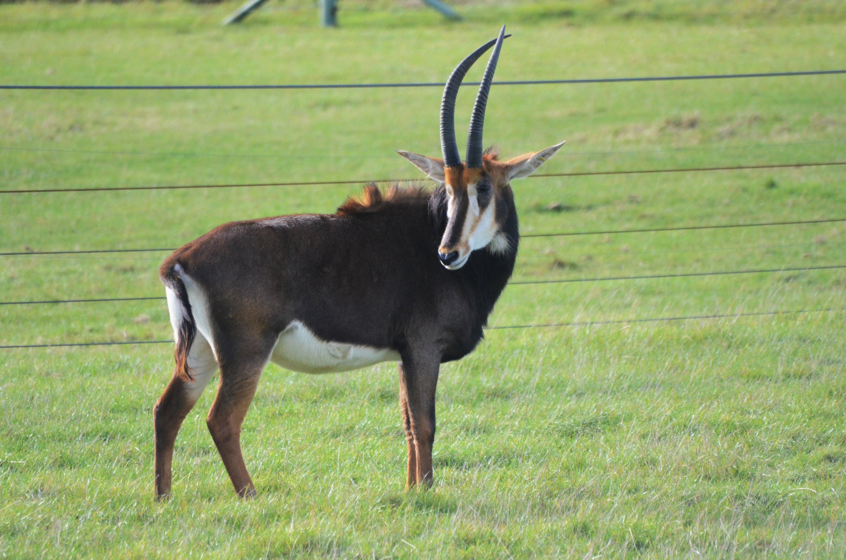 Southern Sable Antelope at Woburn Safari Park, 16/10/16
