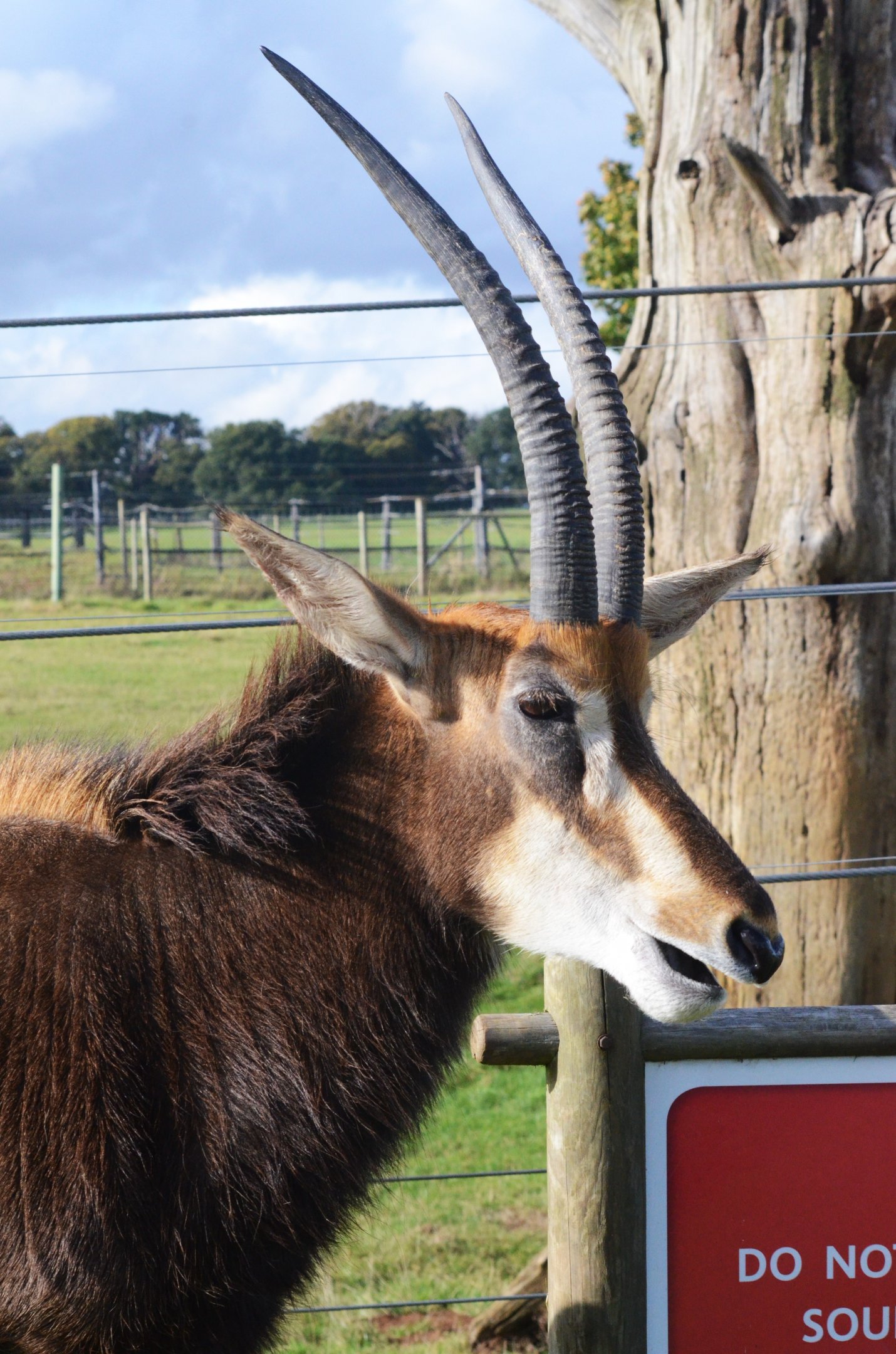 Southern Sable Antelope at Woburn Safari Park, 16/10/16