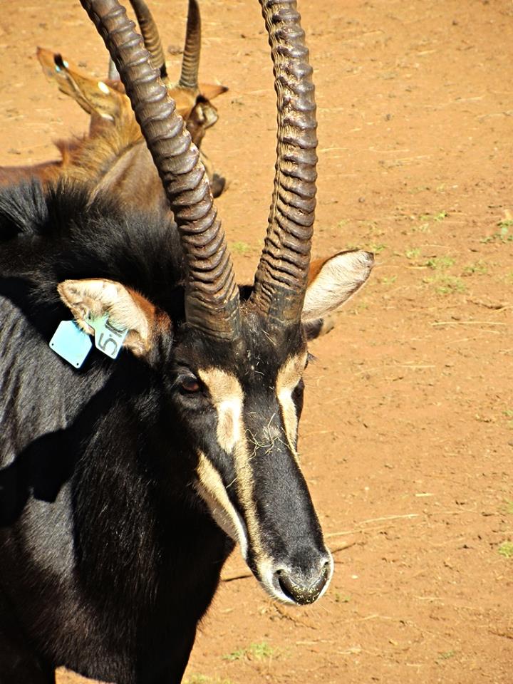 Southern Sable Antelope Bull