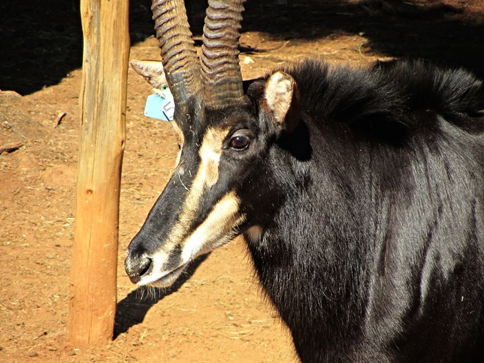 Southern Sable Antelope Bull