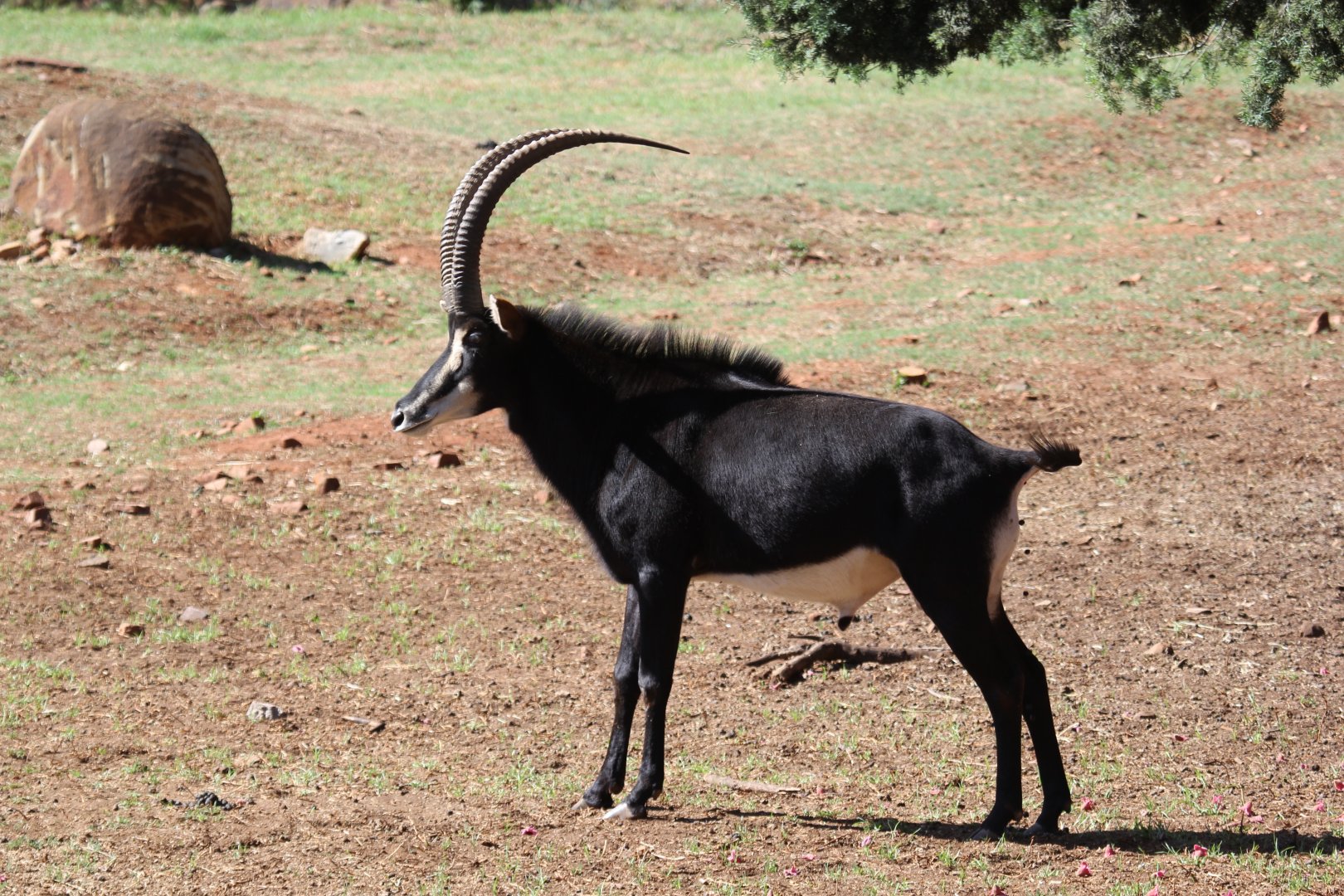 southern sable antelope (Hippotragus niger niger)