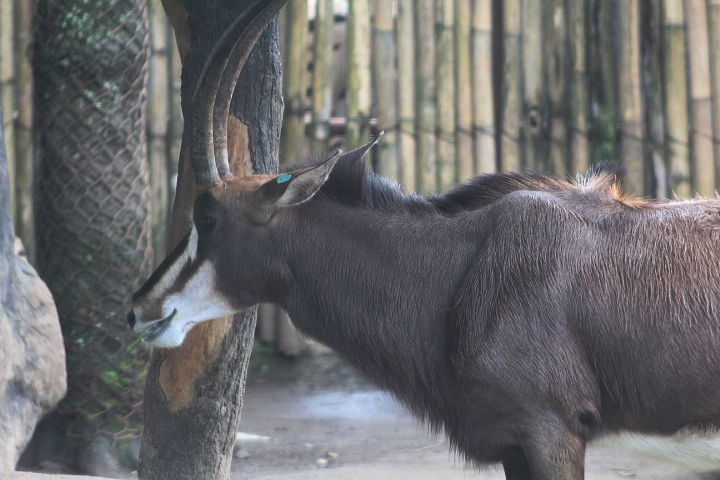 Southern sable antelope (Hippotragus niger niger)