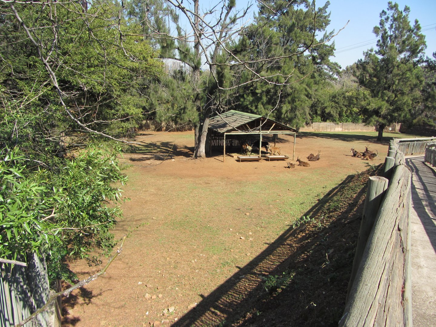Southern Sable Antelope Yard
