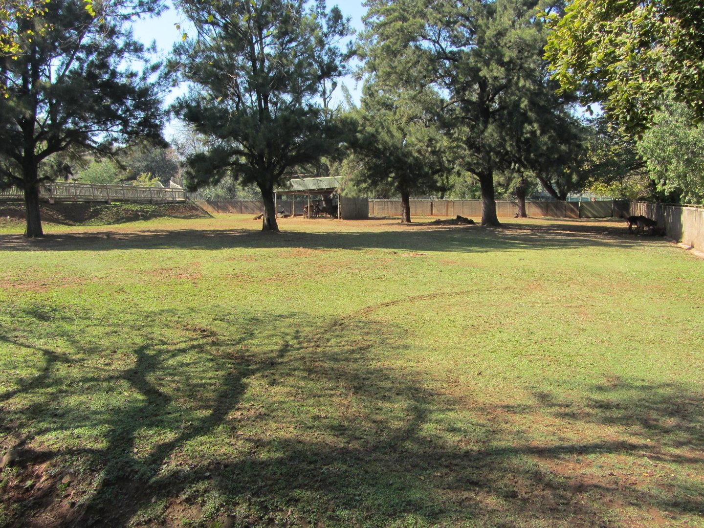 Southern Sable Antelope Yard