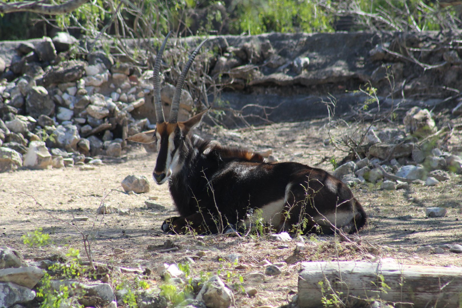 Southern Sable Antelope