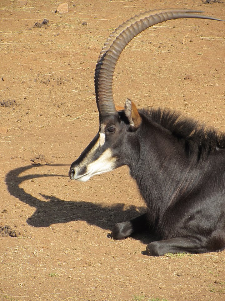 Southern Sable Antelope