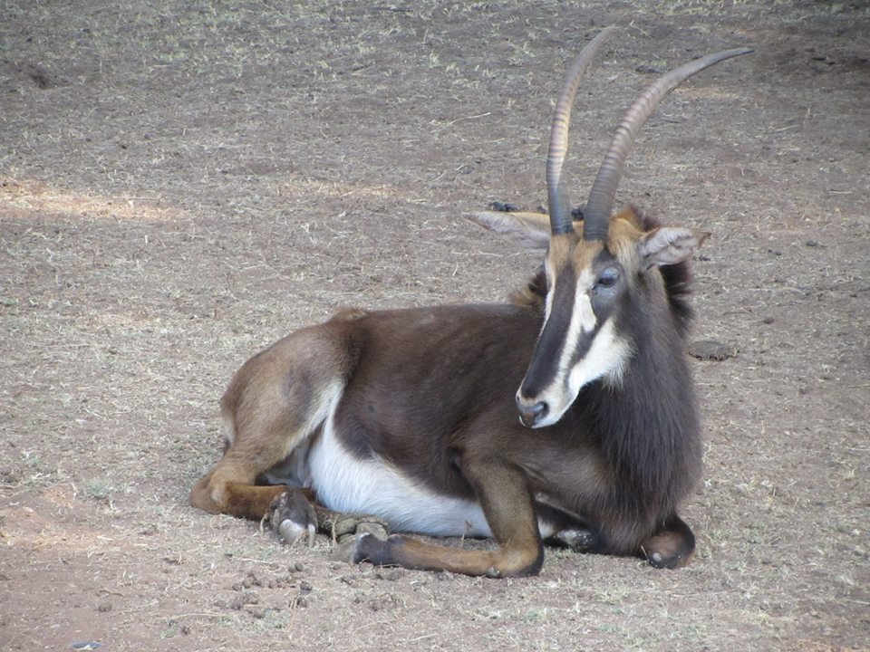 Southern Sable Antelope