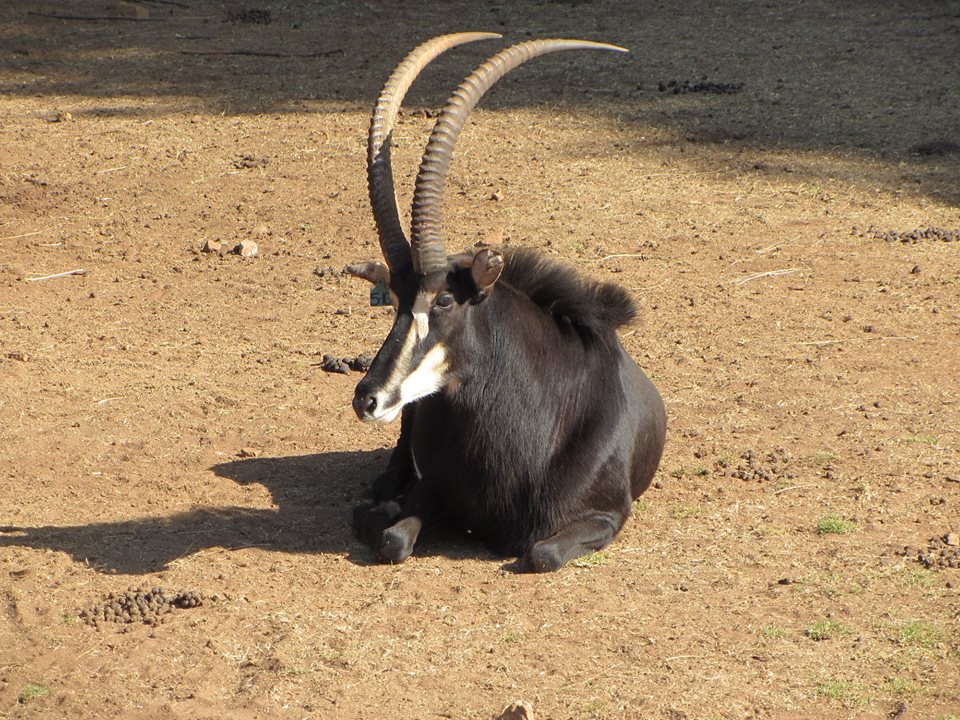 Southern Sable Antelope