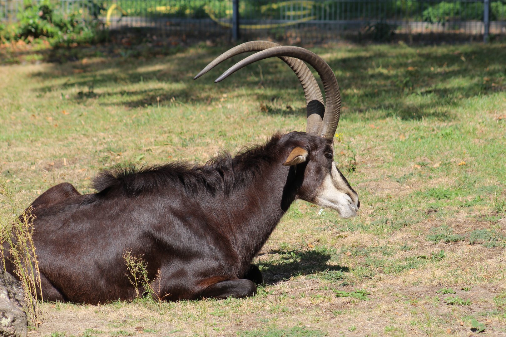 Southern Sable Antelope