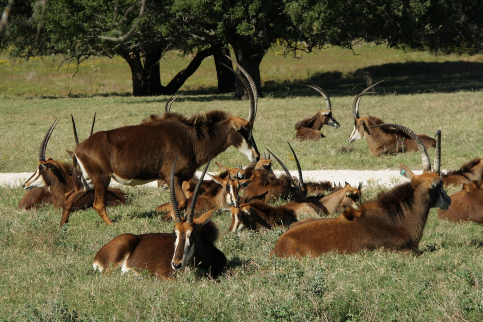 Southern Sable Antelope