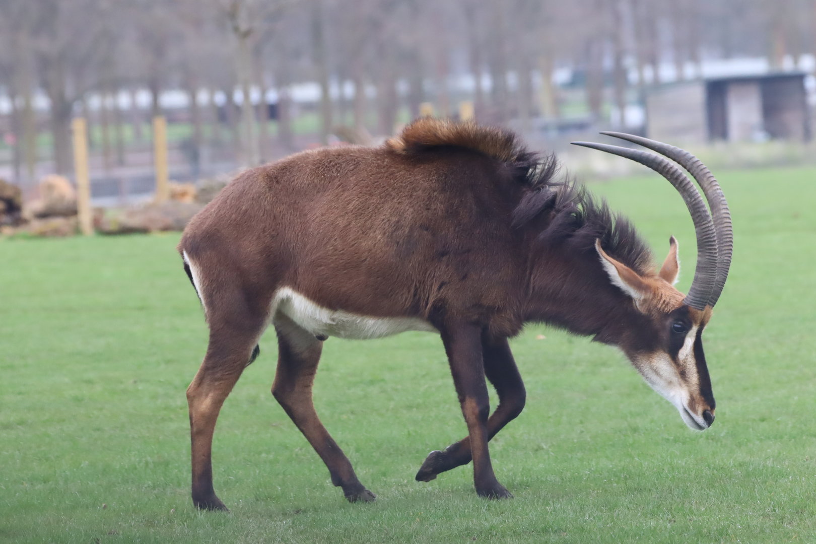 Southern Sable Antelope