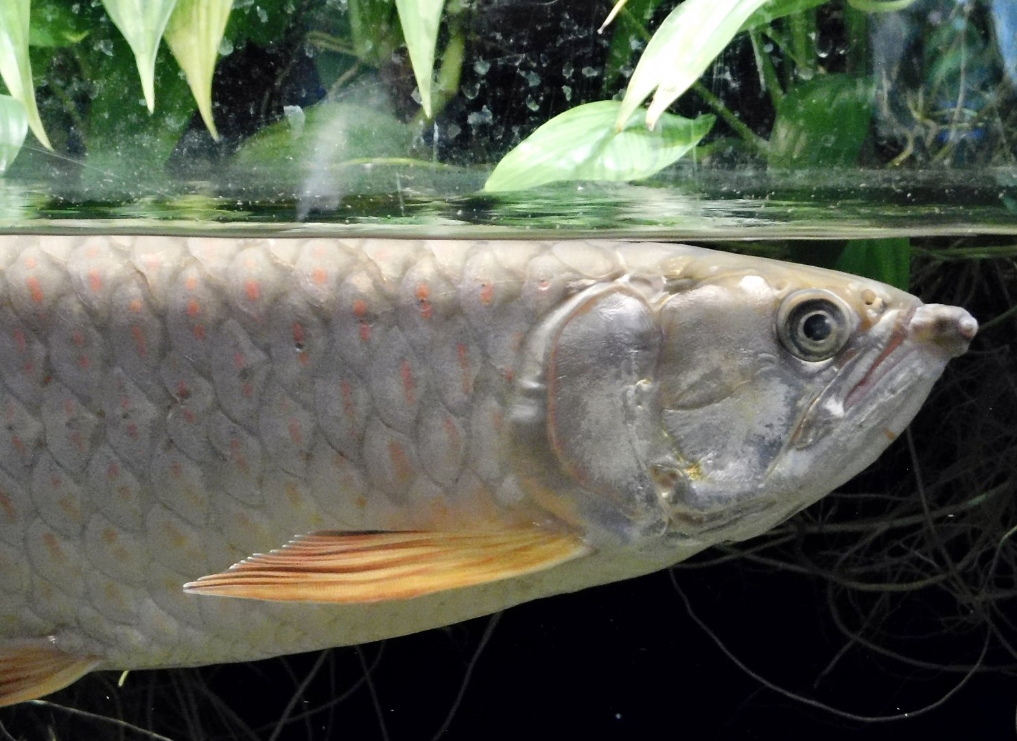 Southern Saratoga (Scleropages leichardti) - Kawasui Kawasaki Aquarium November 19, 2025
