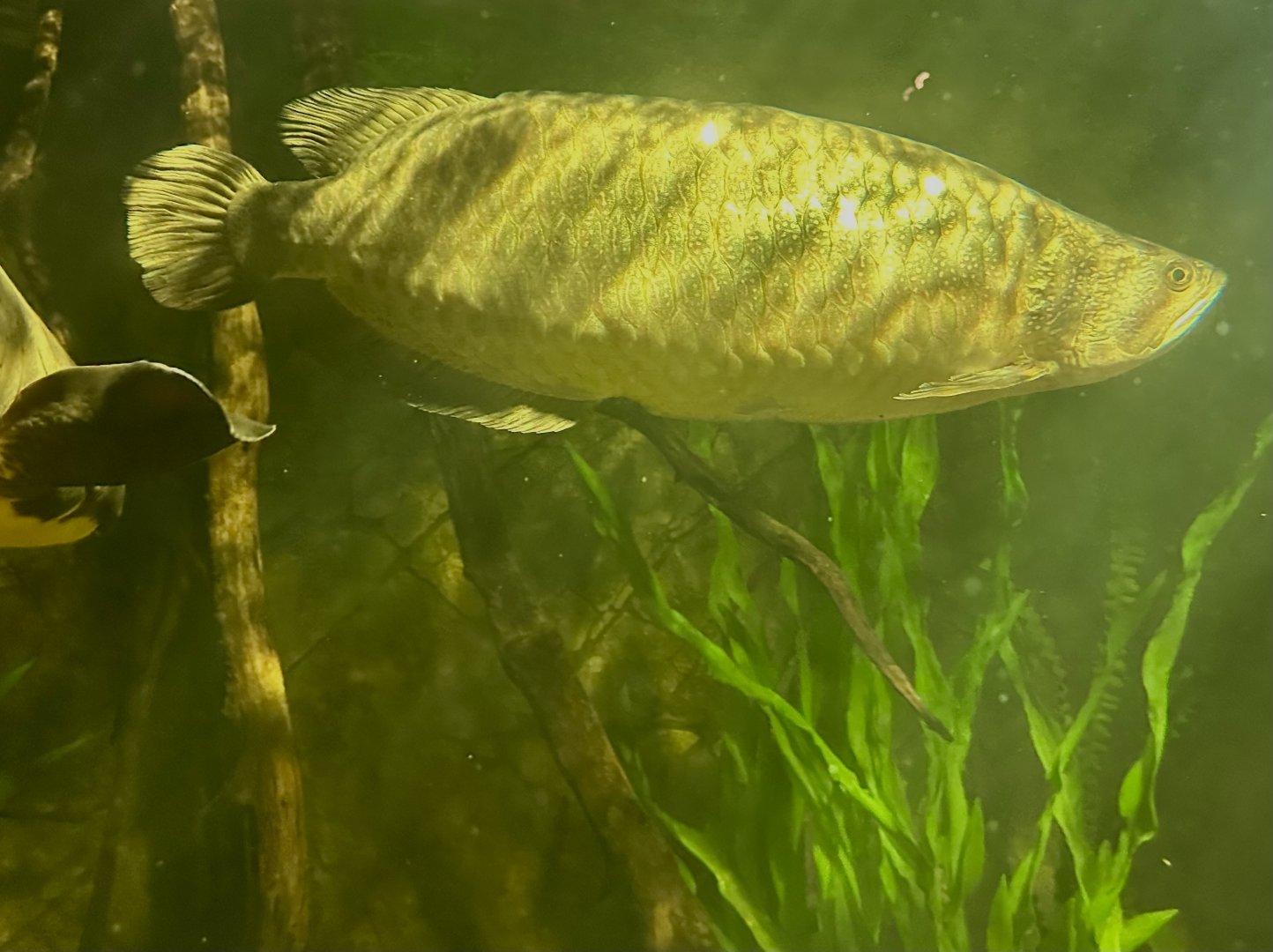 Southern saratoga (Scleropages leichardti)