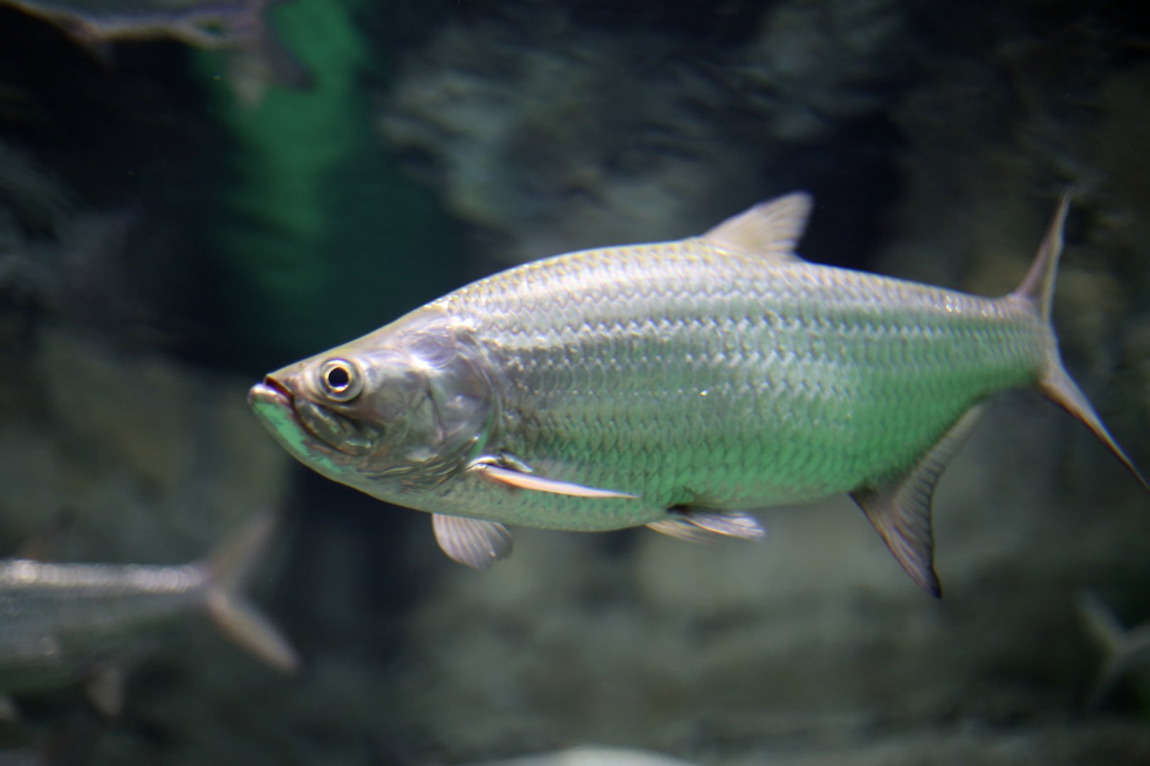 Southern Saratoga (Scleropages leichhardti)