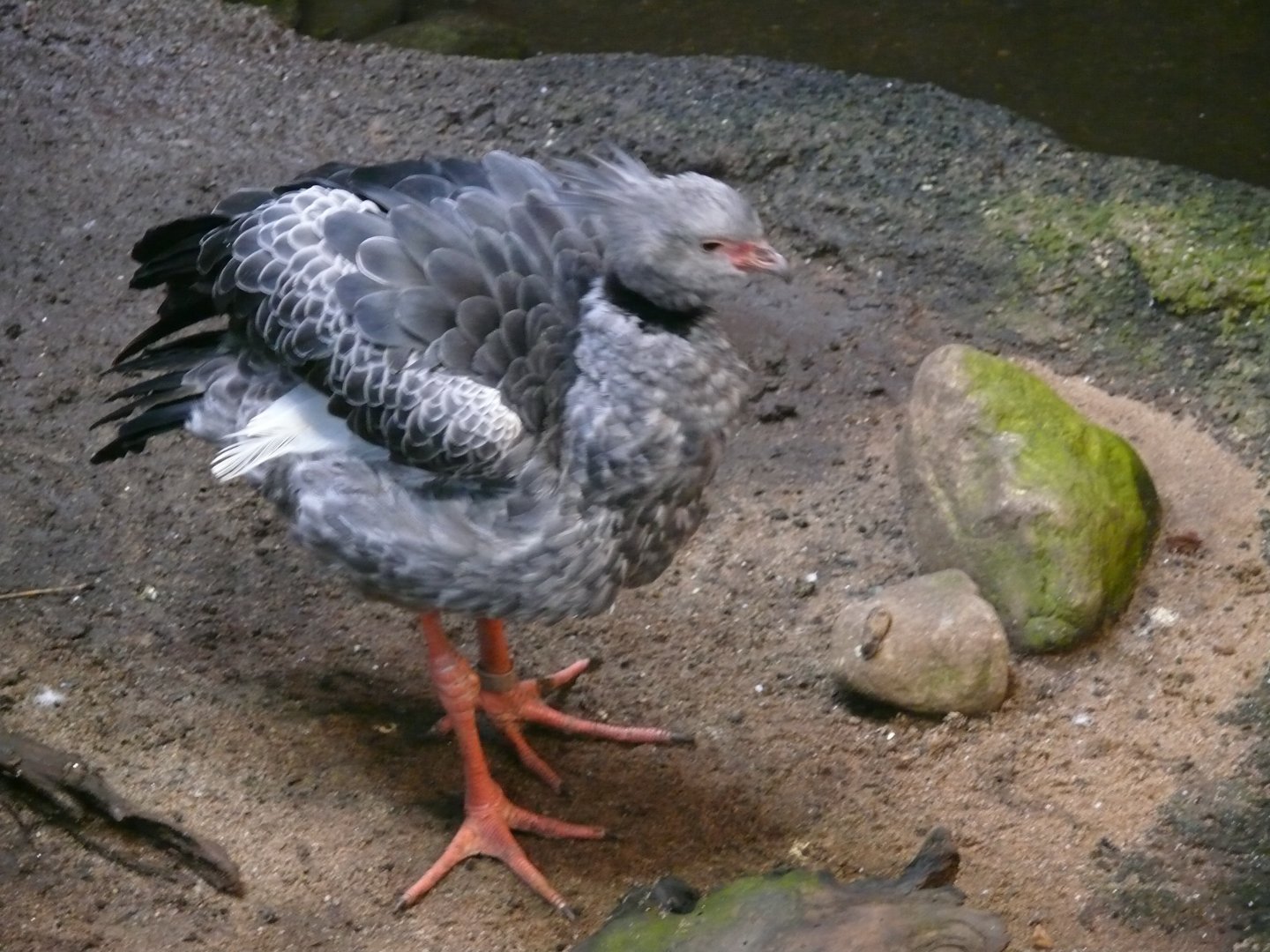 Southern screamer - 03-09-2020