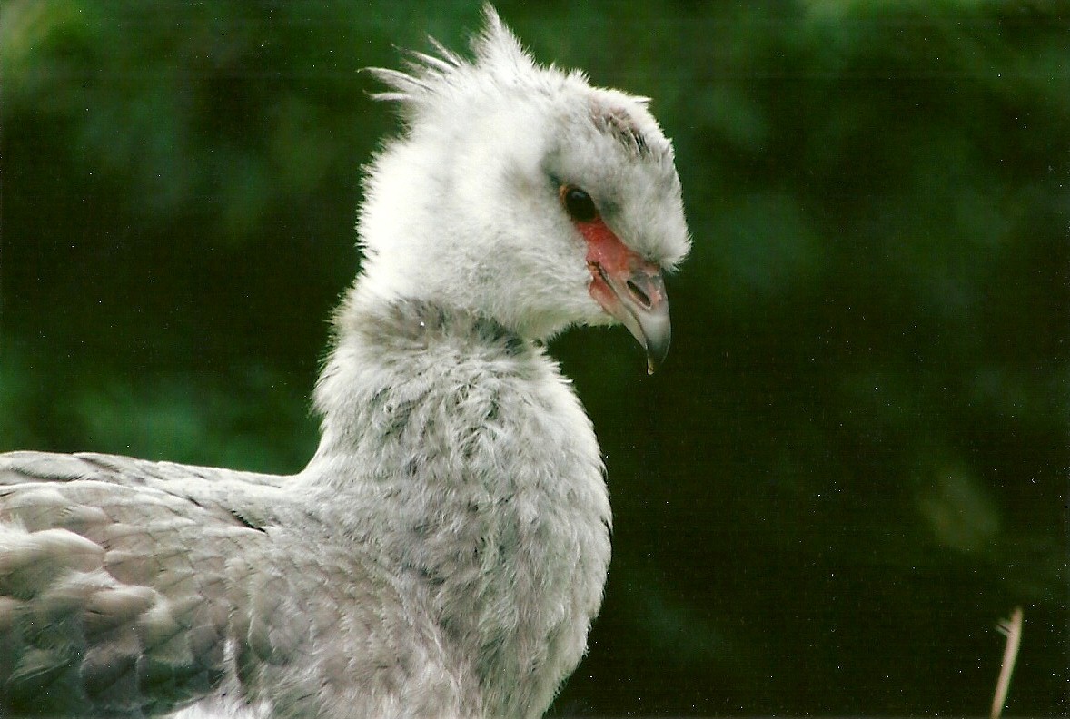 Southern Screamer 9th September 2012
